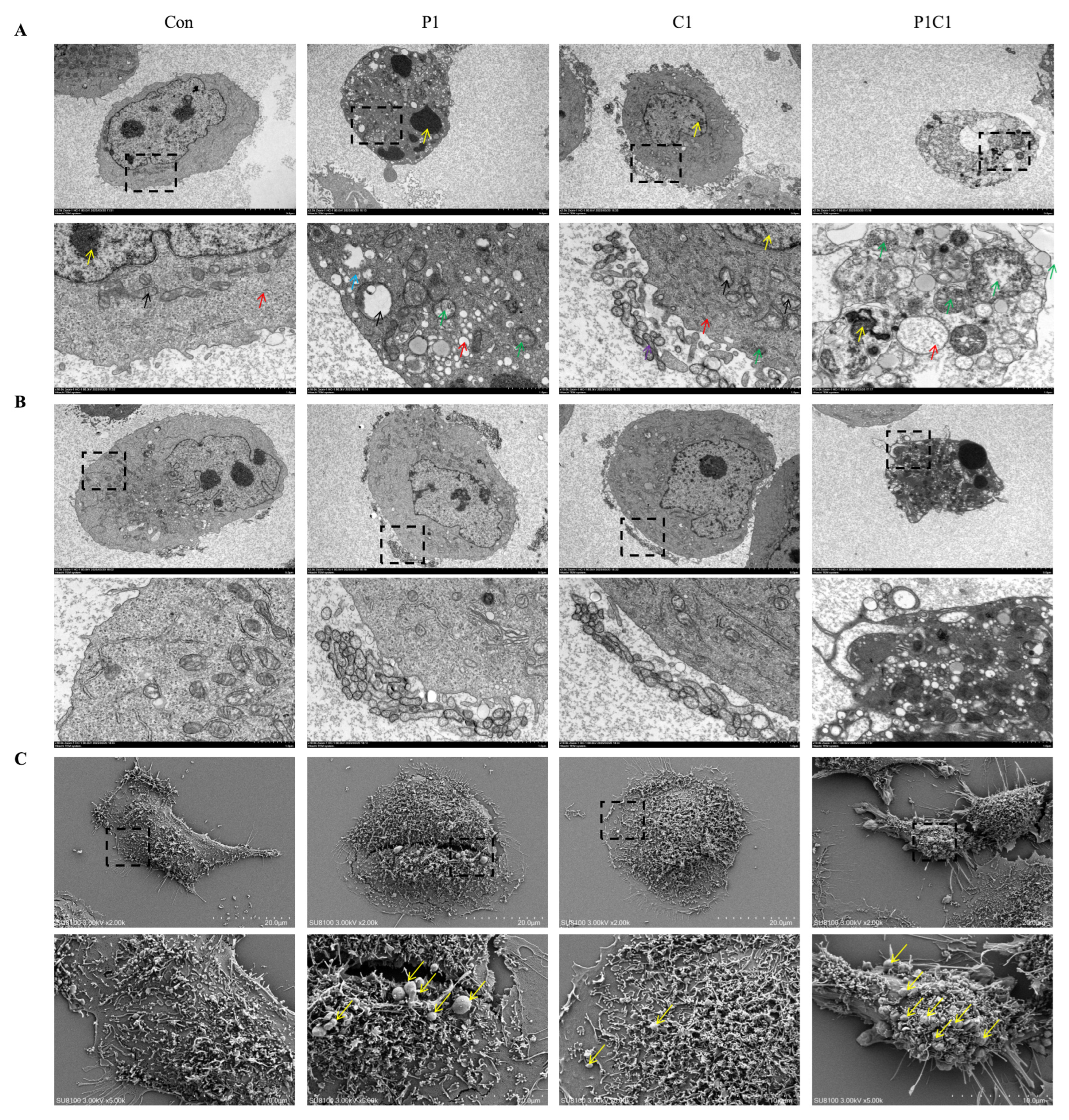 Antioxidants 14 01037 g005