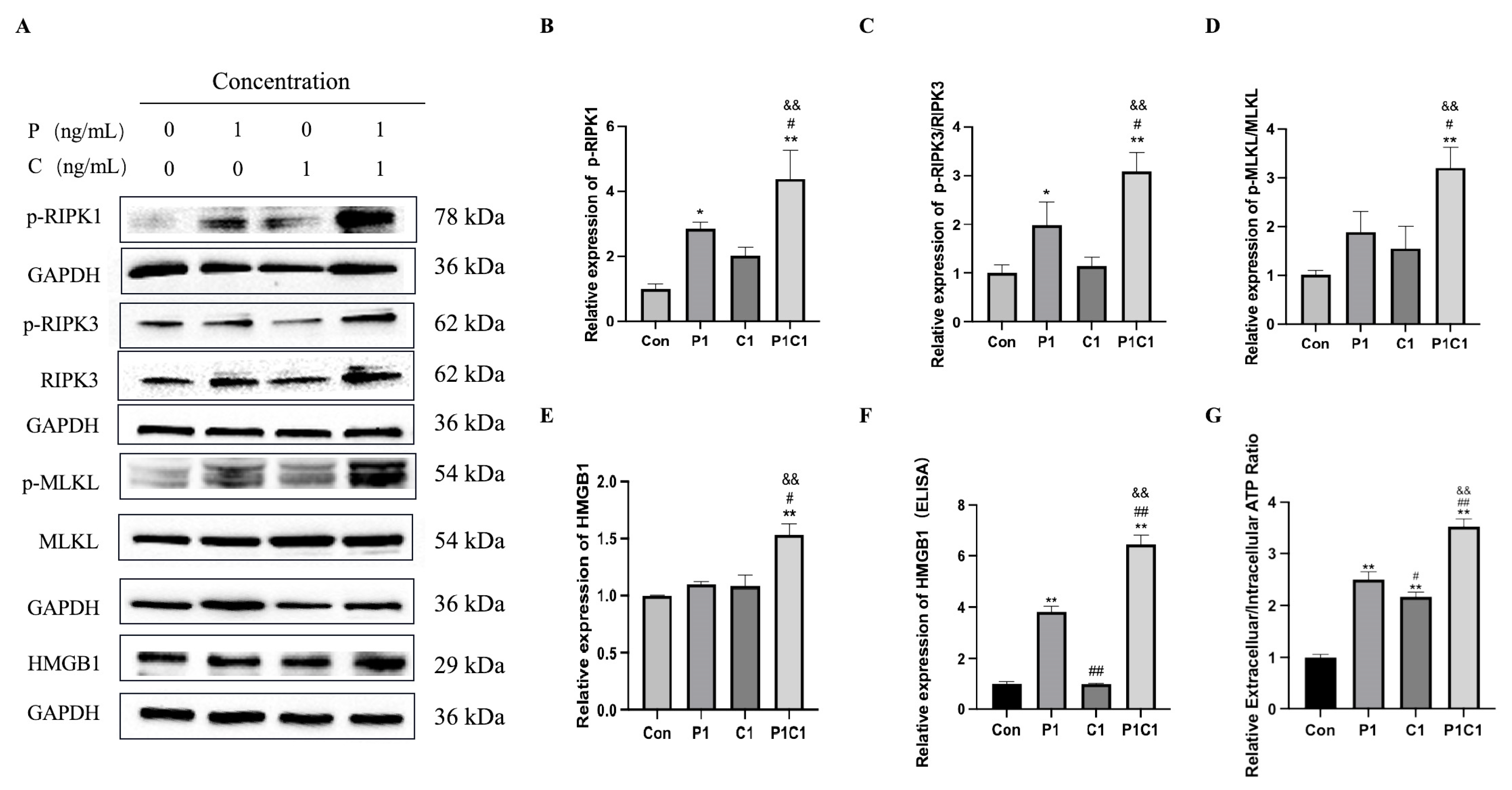 Antioxidants 14 01037 g008