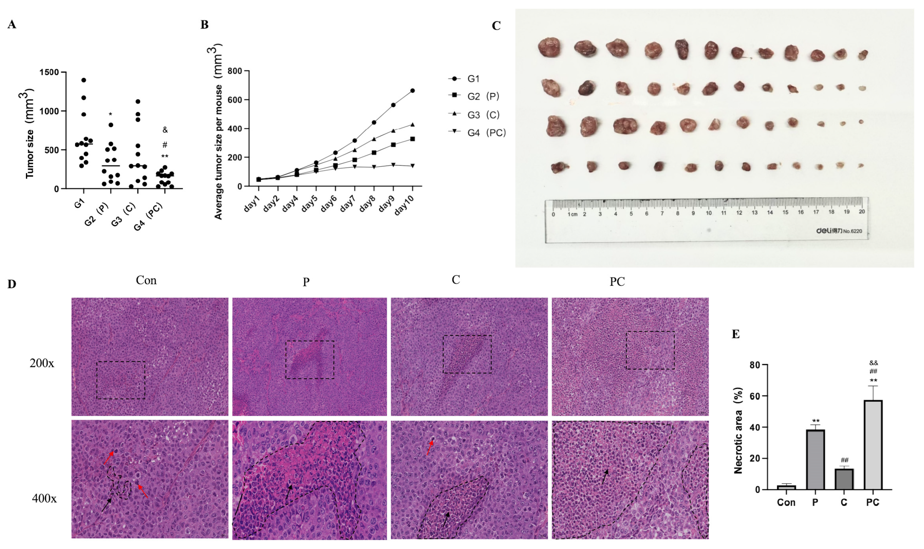 Antioxidants 14 01037 g012