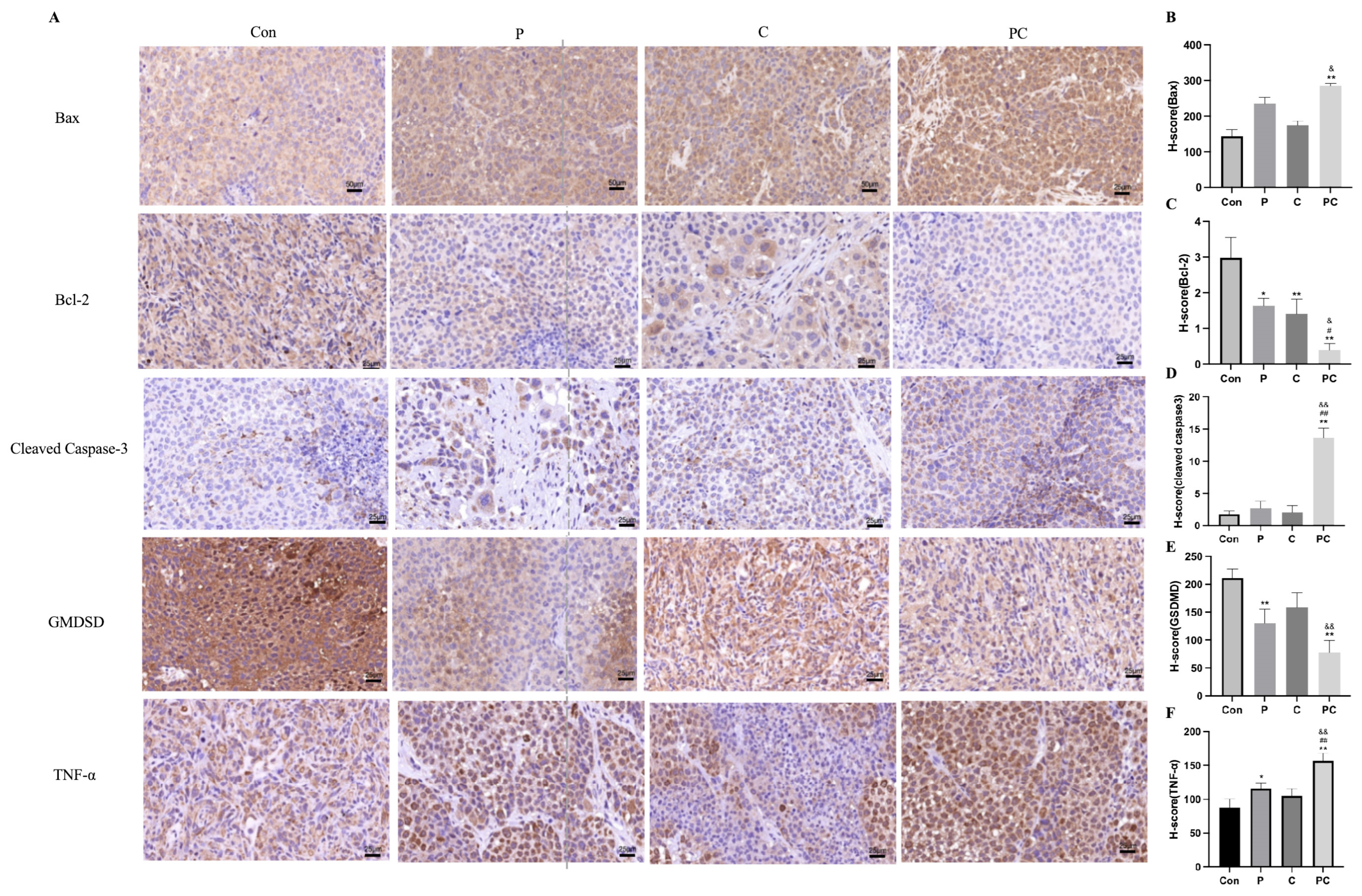 Antioxidants 14 01037 g013