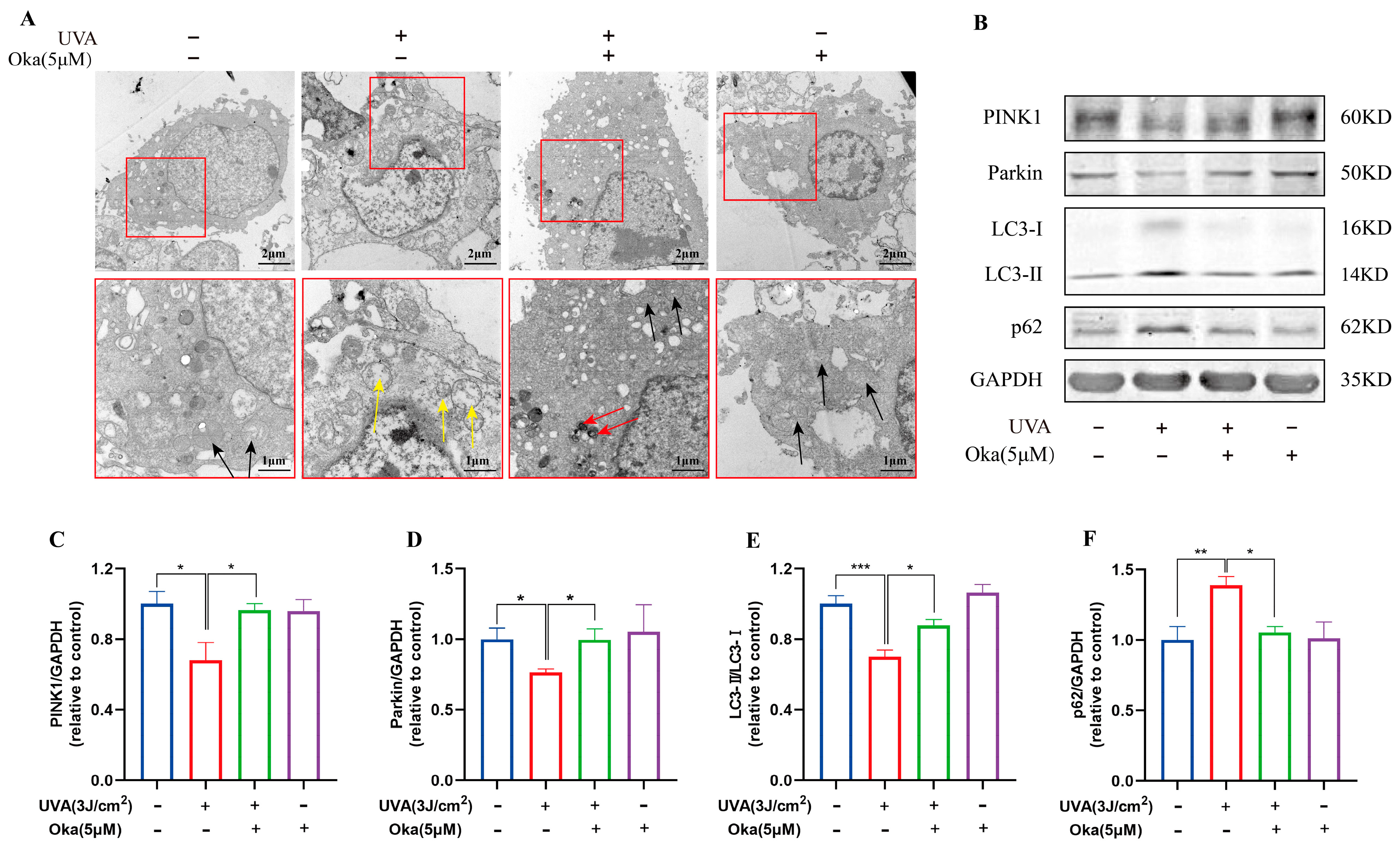 Antioxidants 14 01040 g005