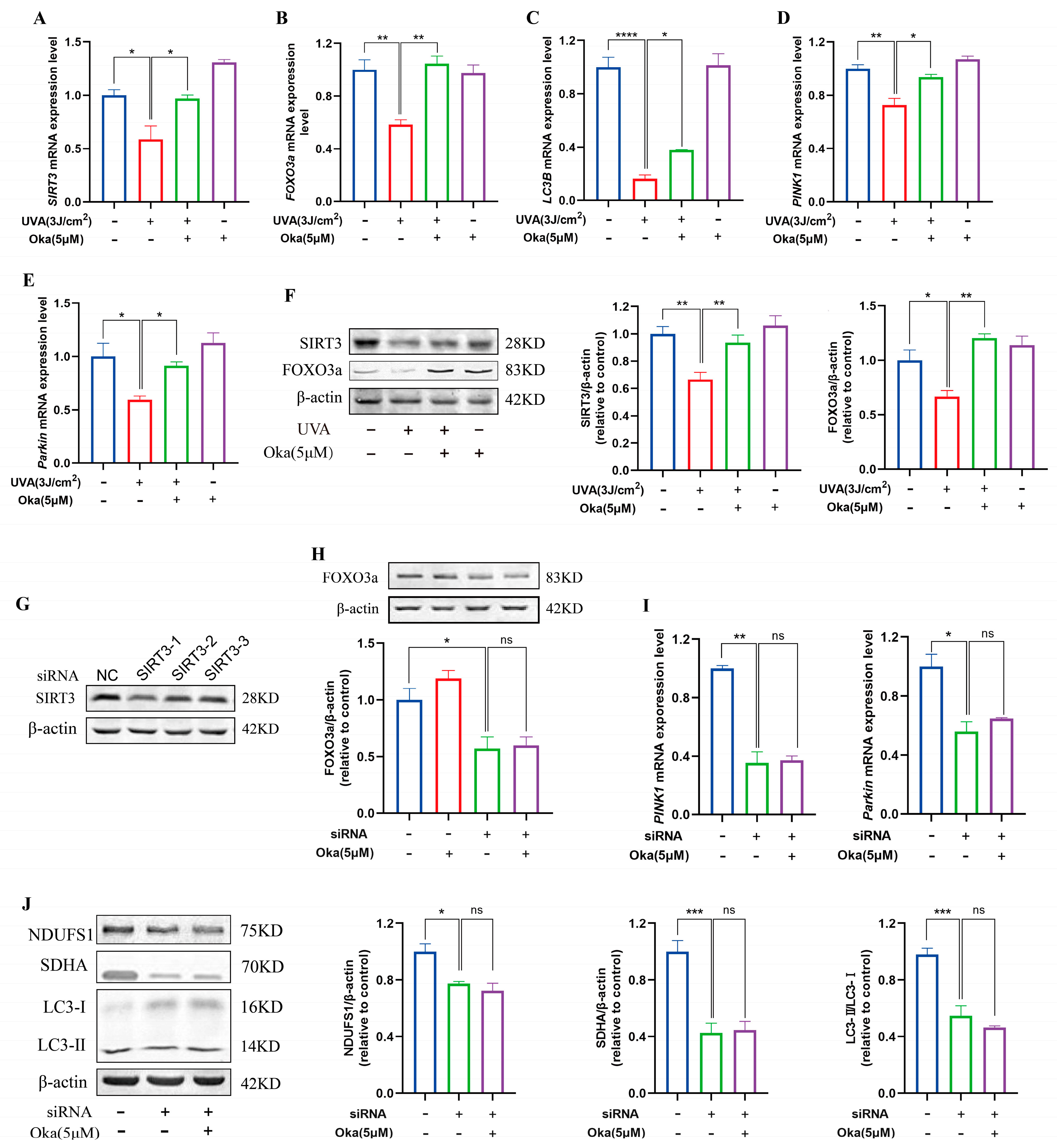 Antioxidants 14 01040 g007