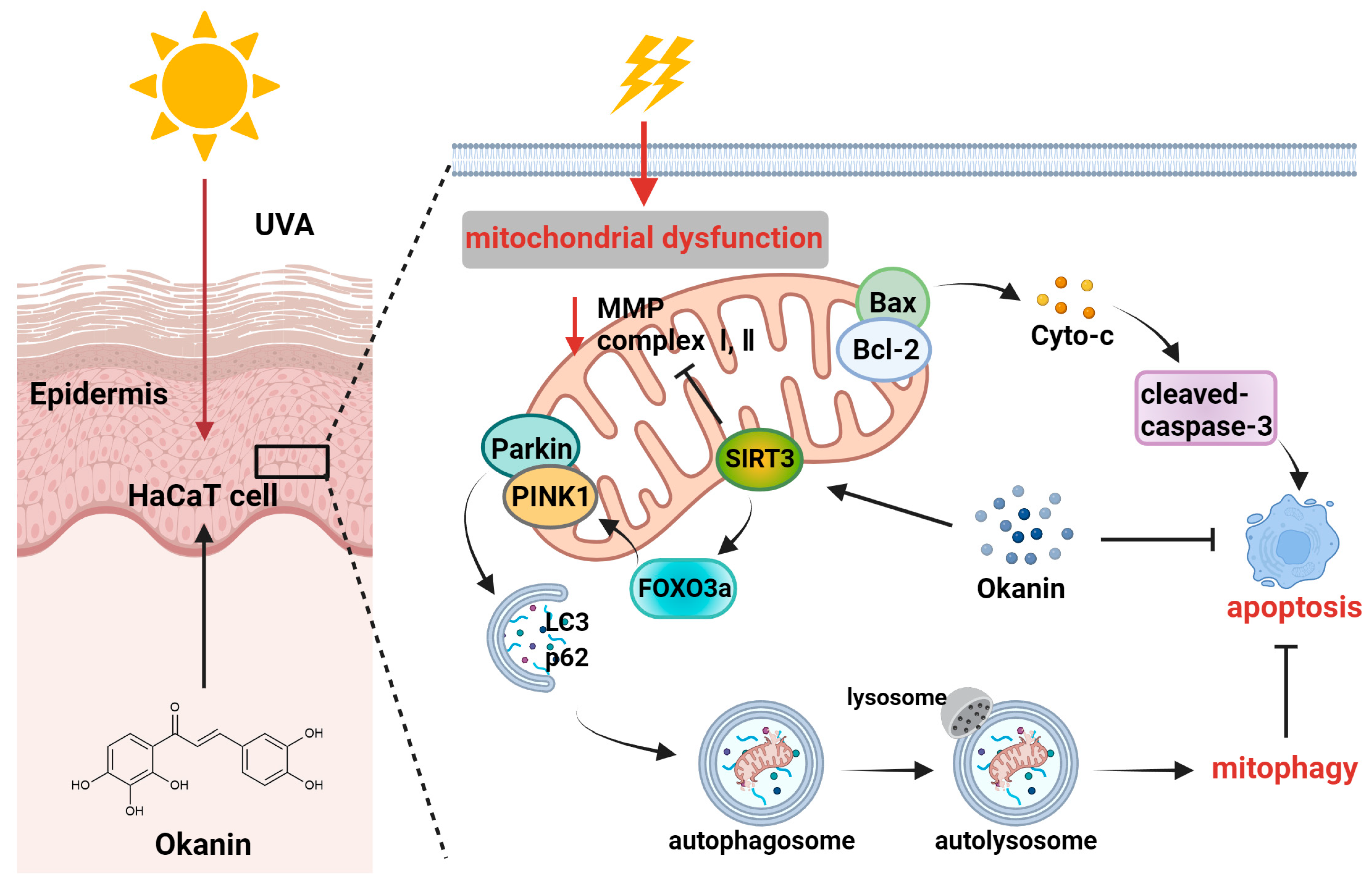 Antioxidants 14 01040 g010