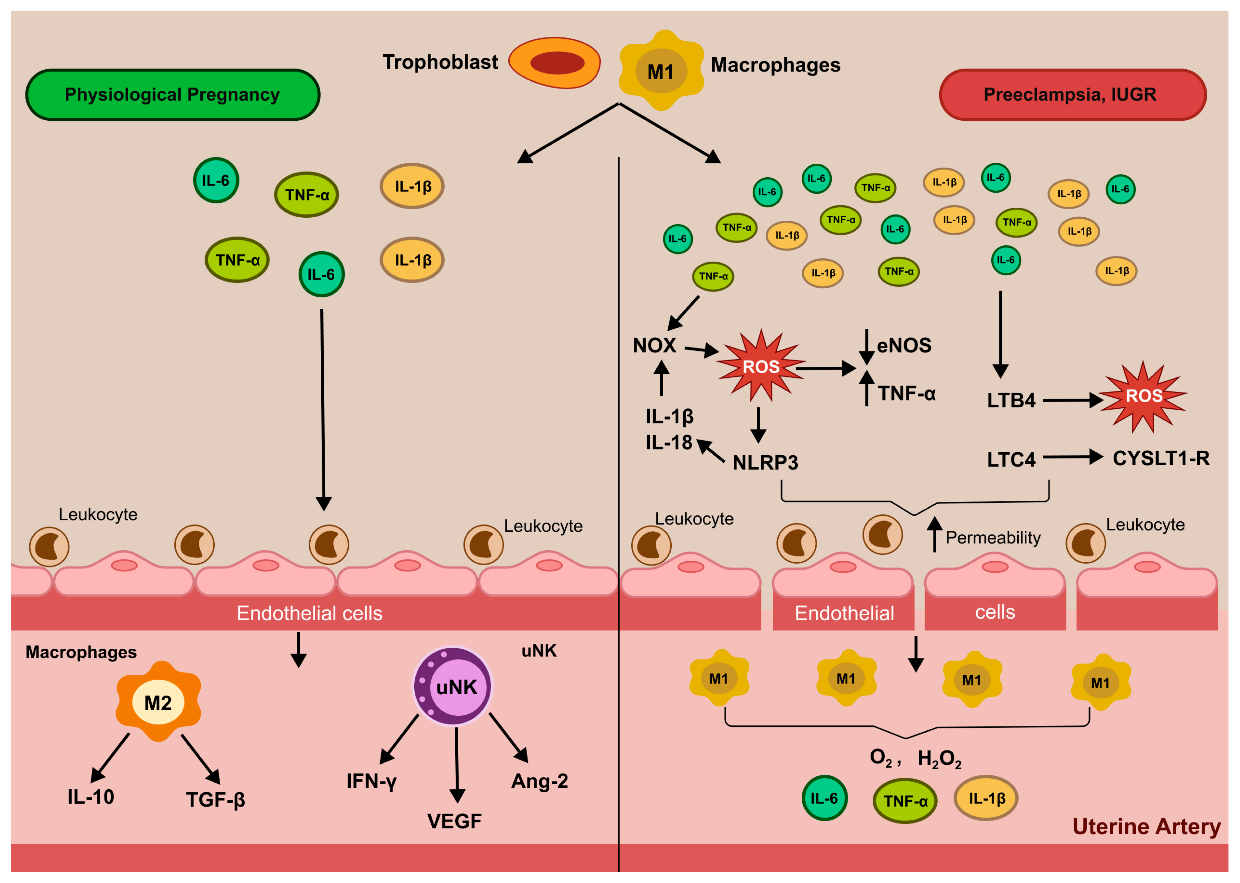 Antioxidants 14 01051 g003 Antioxidants 14 01051 g003