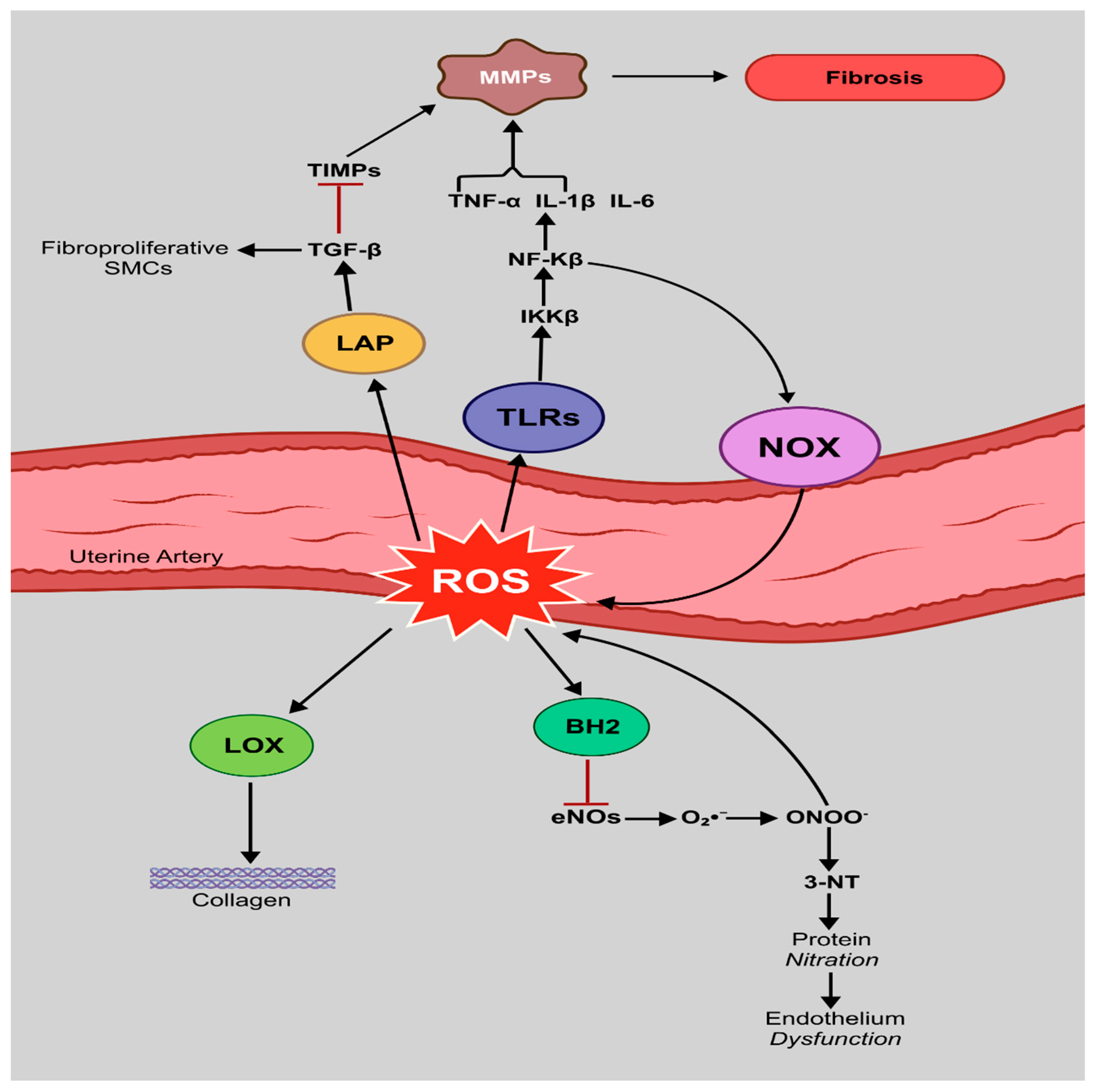 Antioxidants 14 01051 g004 Antioxidants 14 01051 g004