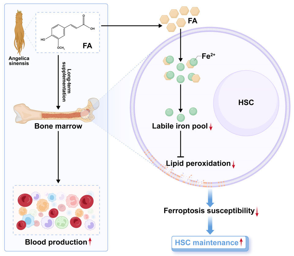 Antioxidants 14 01053 g008