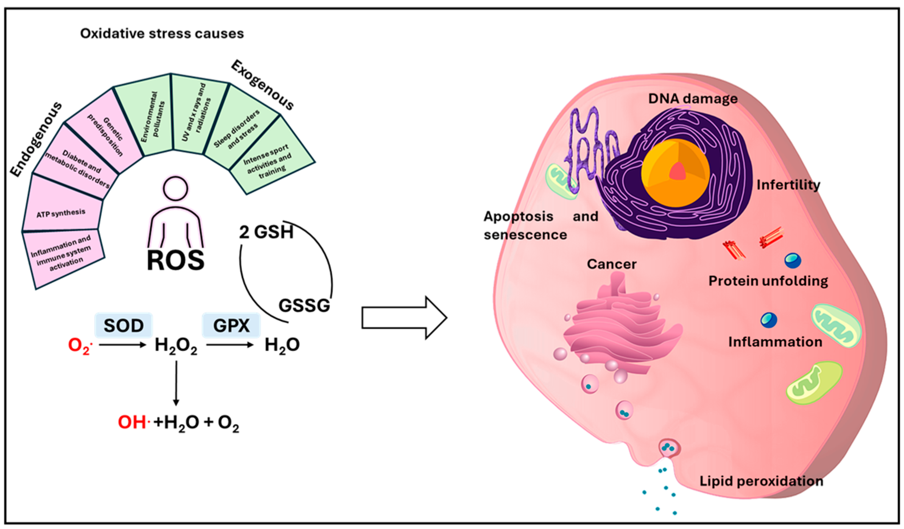 Antioxidants 14 01066 g001