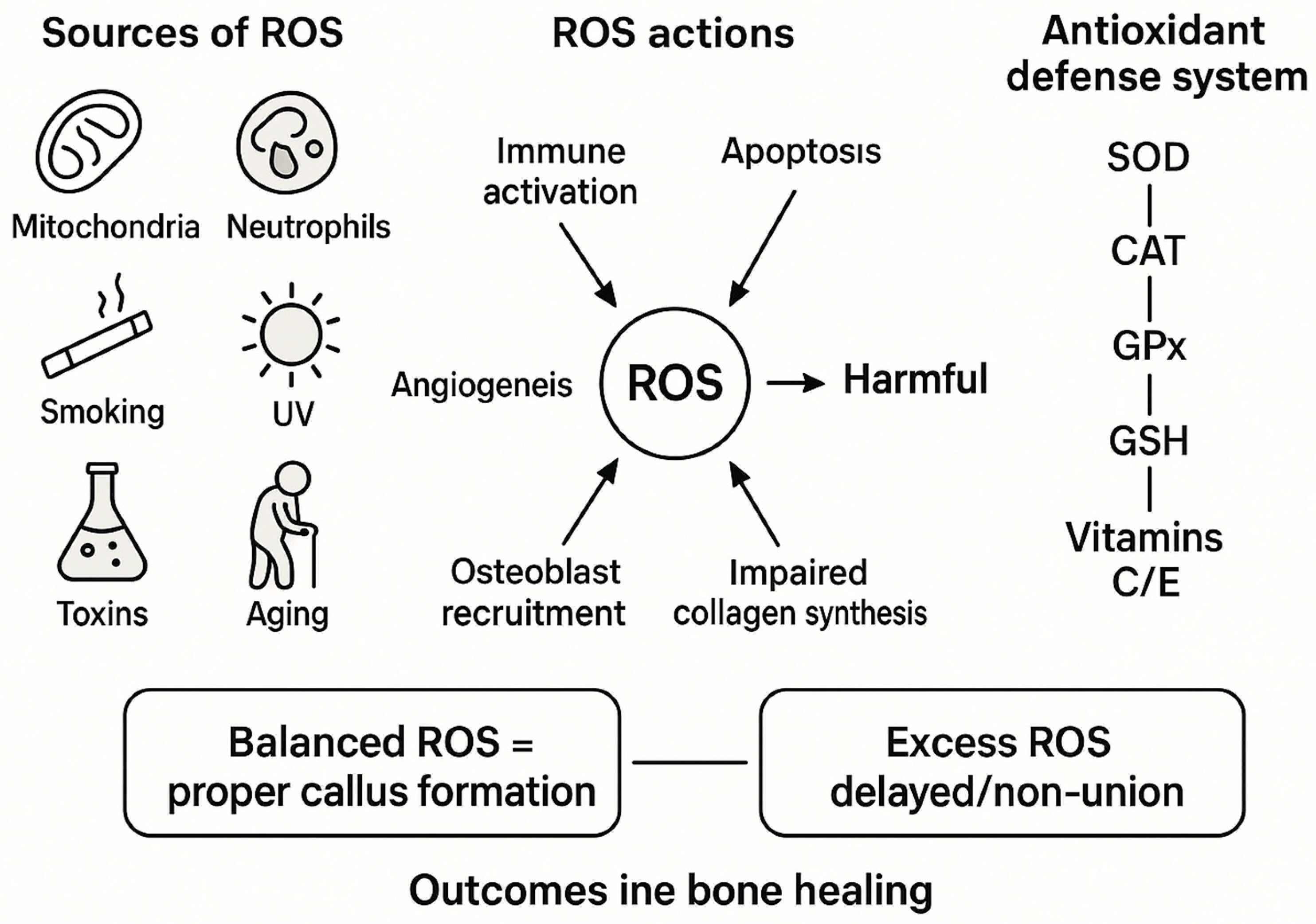 Antioxidants 14 01070 g002