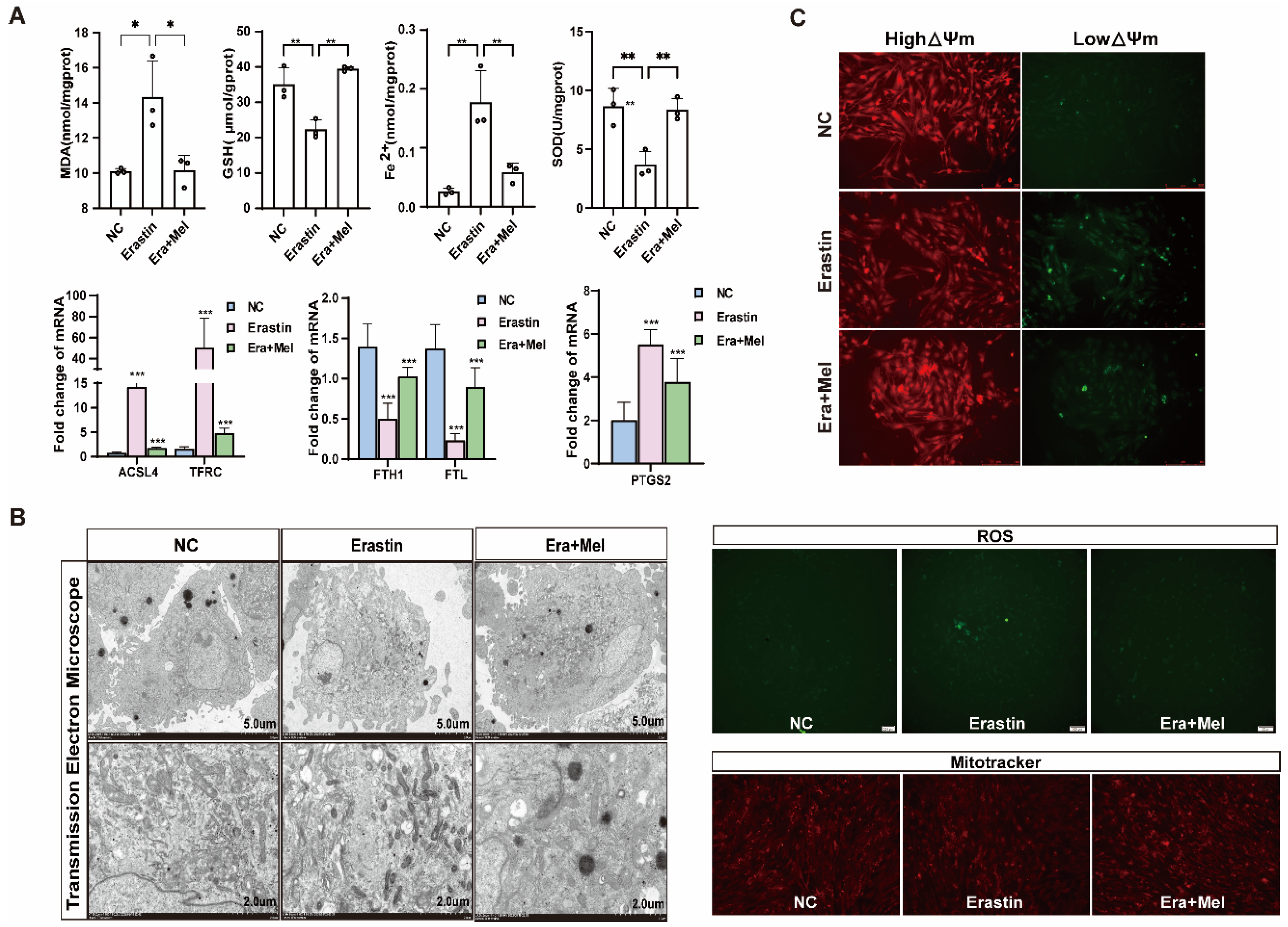 Antioxidants 14 01071 g007
