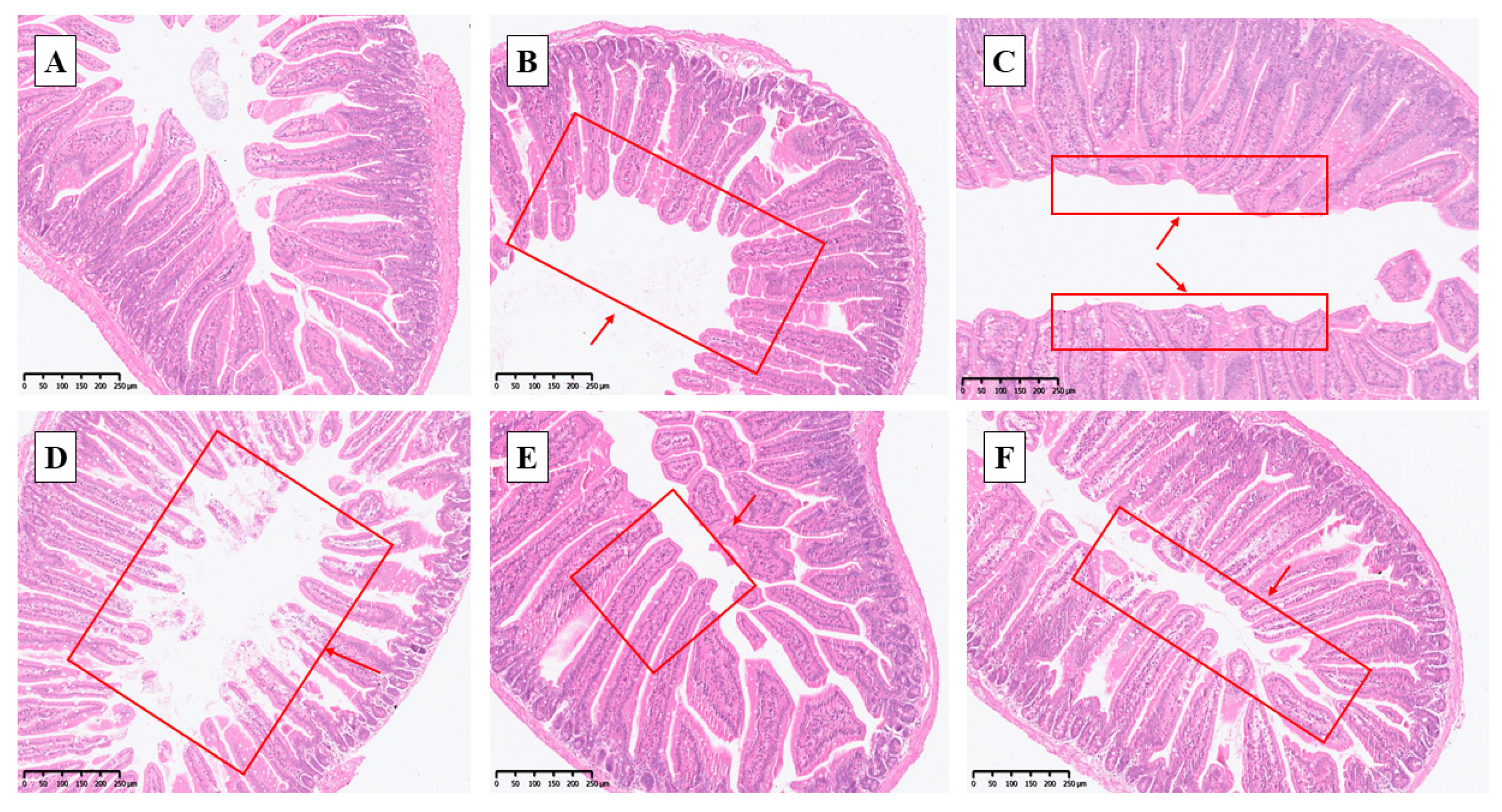 Antioxidants 14 01073 g004