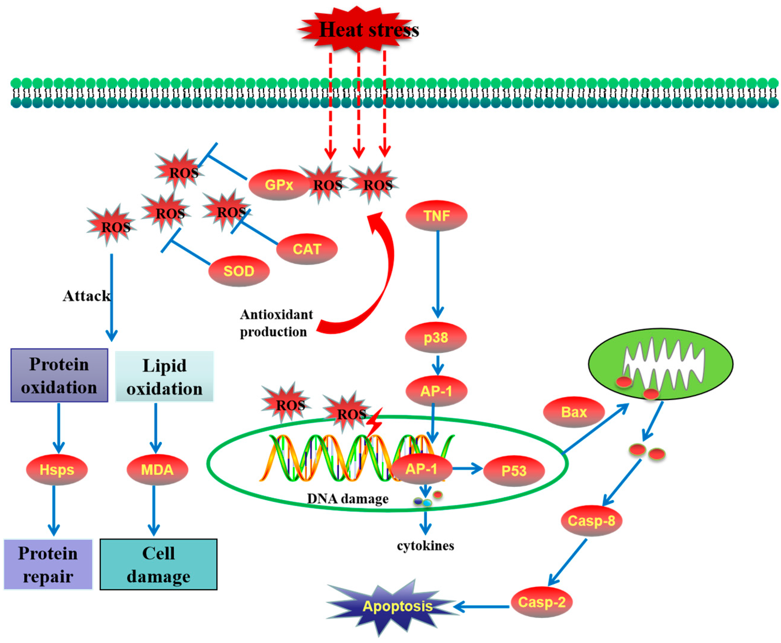 Antioxidants 14 01075 g007