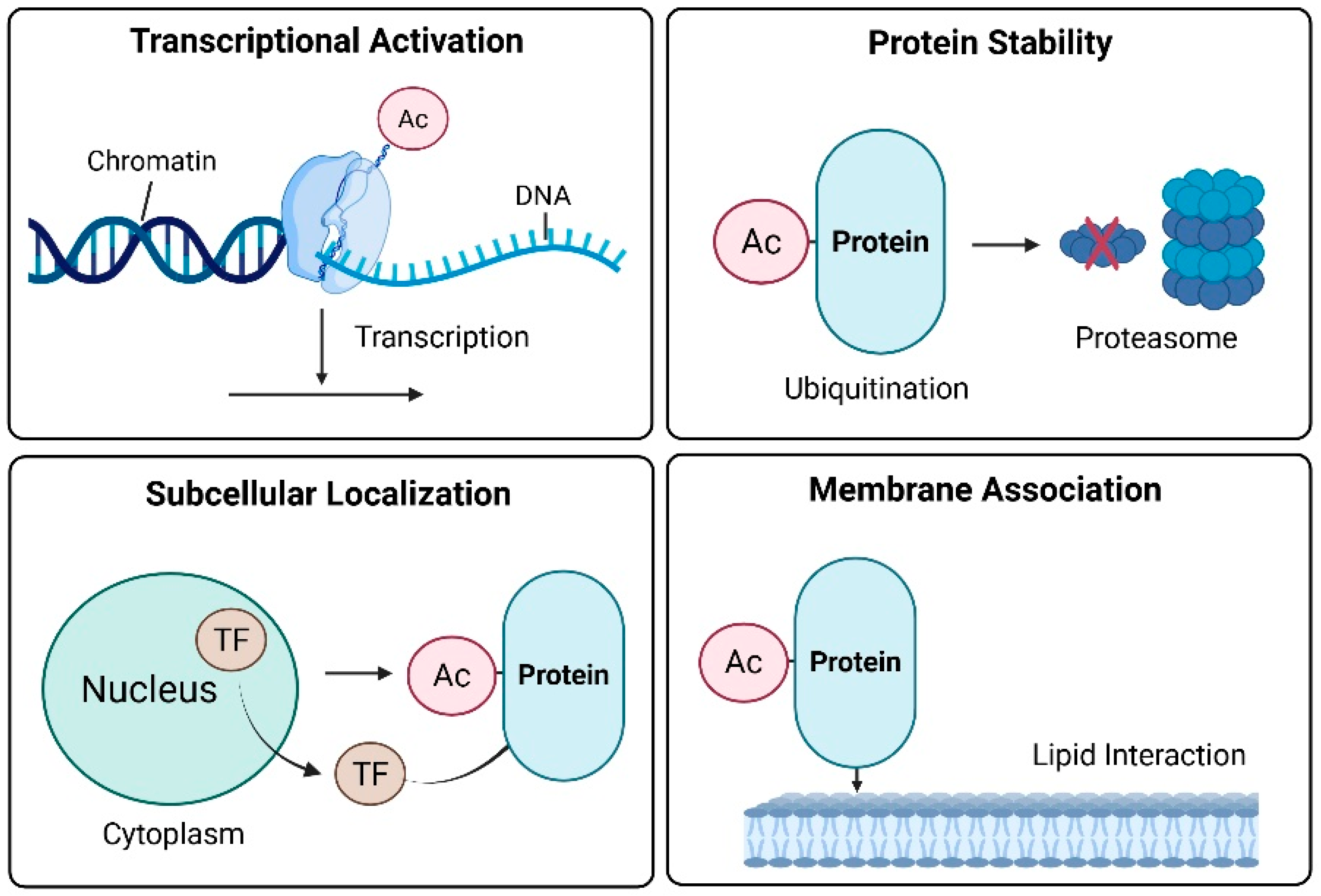 Antioxidants 14 01076 g001 Antioxidants 14 01076 g001