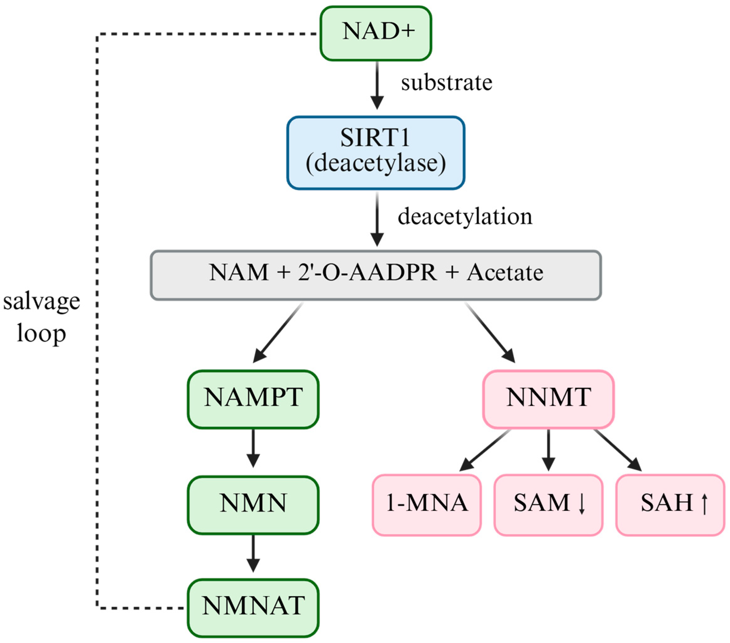 Antioxidants 14 01076 g002 Antioxidants 14 01076 g002