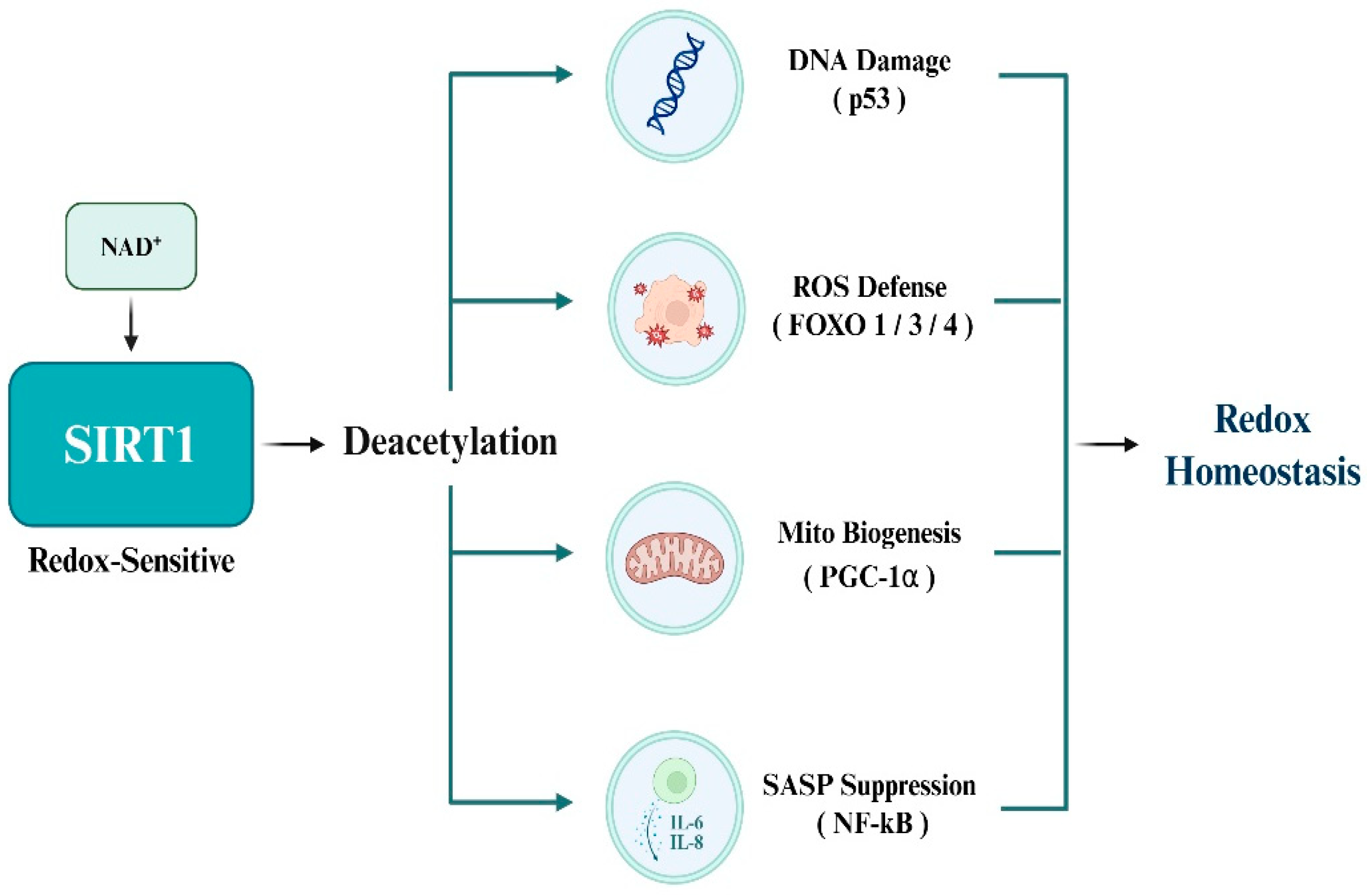 Antioxidants 14 01076 g003 Antioxidants 14 01076 g003