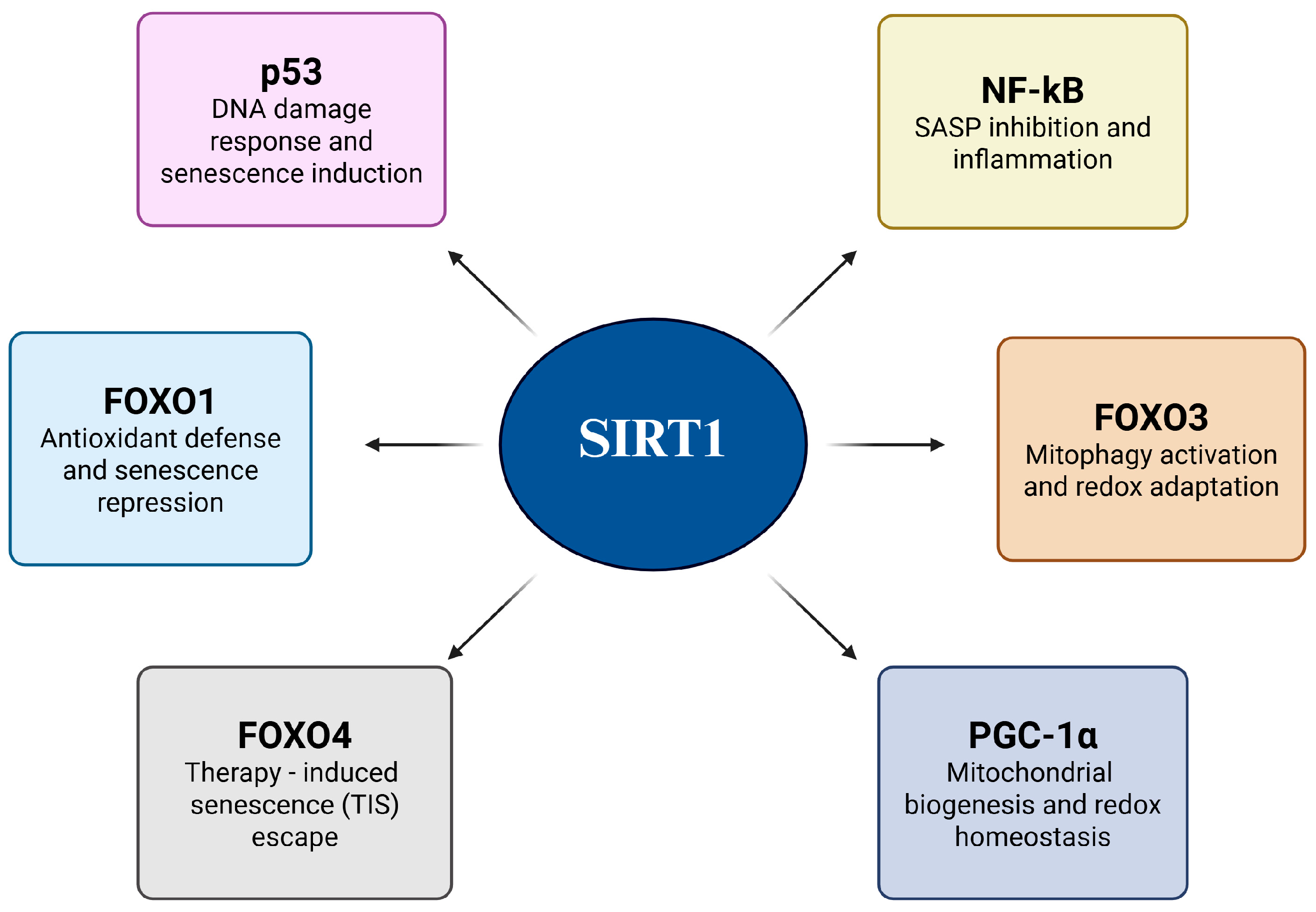 Antioxidants 14 01076 g004 Antioxidants 14 01076 g004
