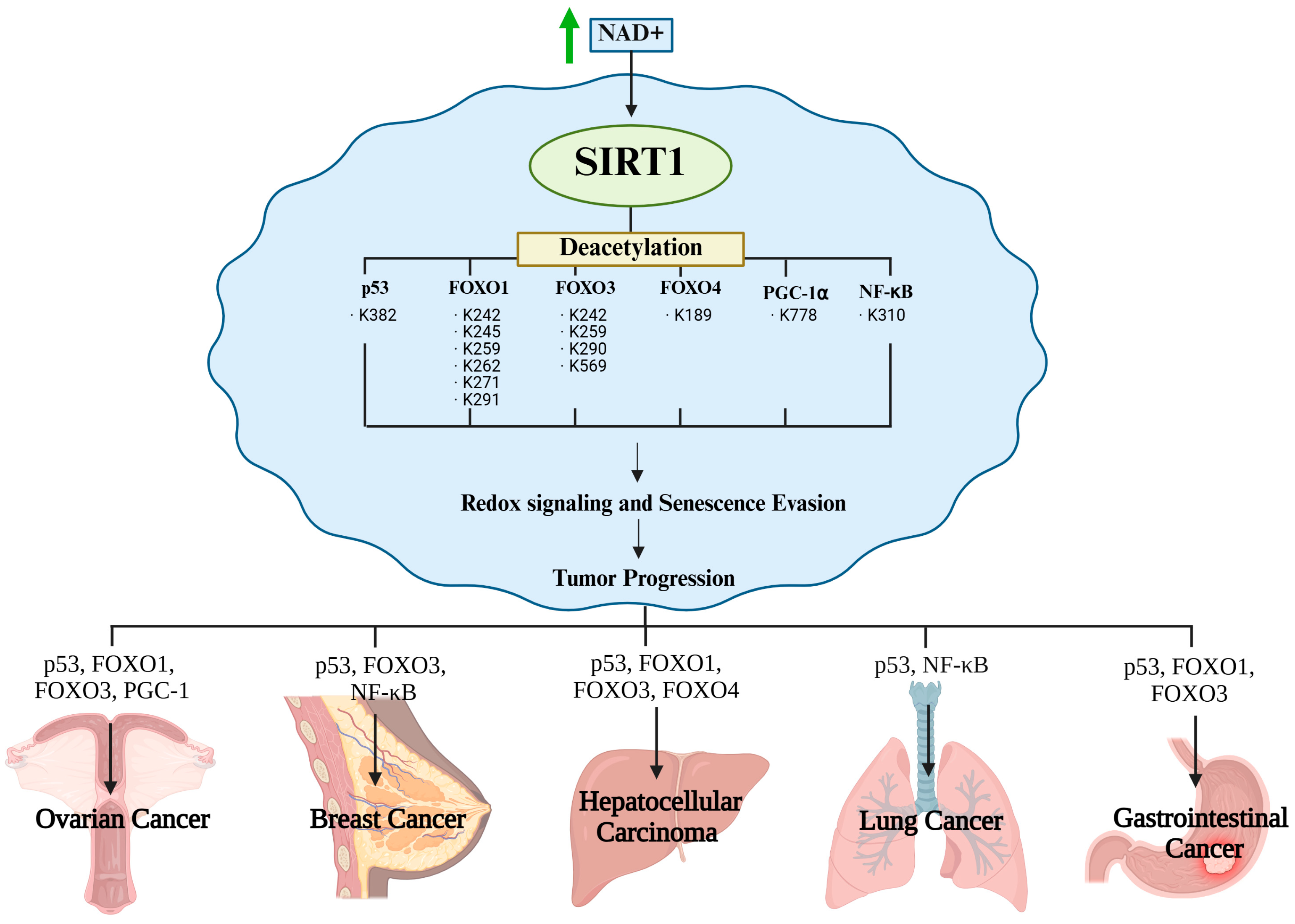Antioxidants 14 01076 g005 Antioxidants 14 01076 g005