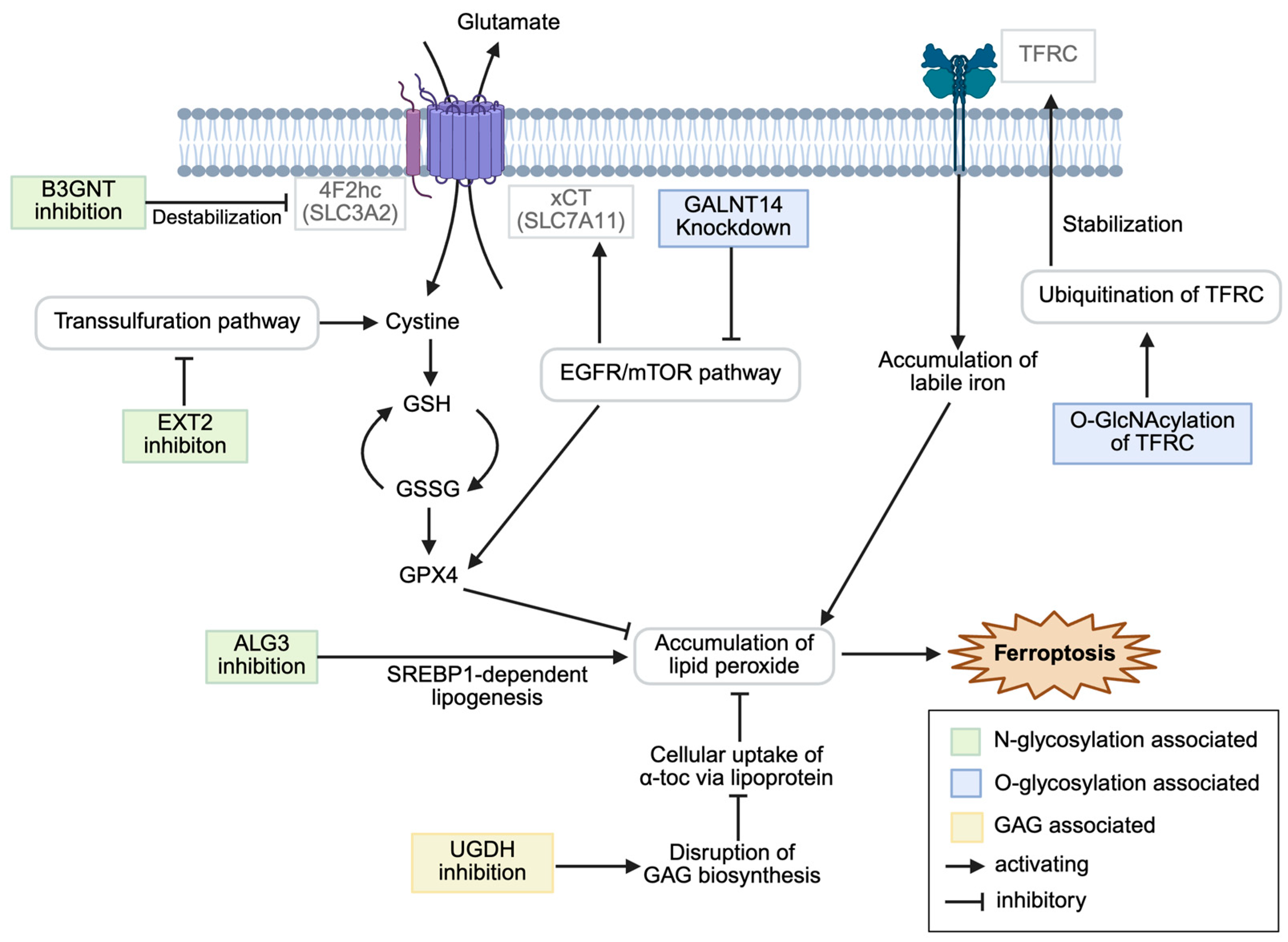 Antioxidants 14 01077 g001 Antioxidants 14 01077 g001