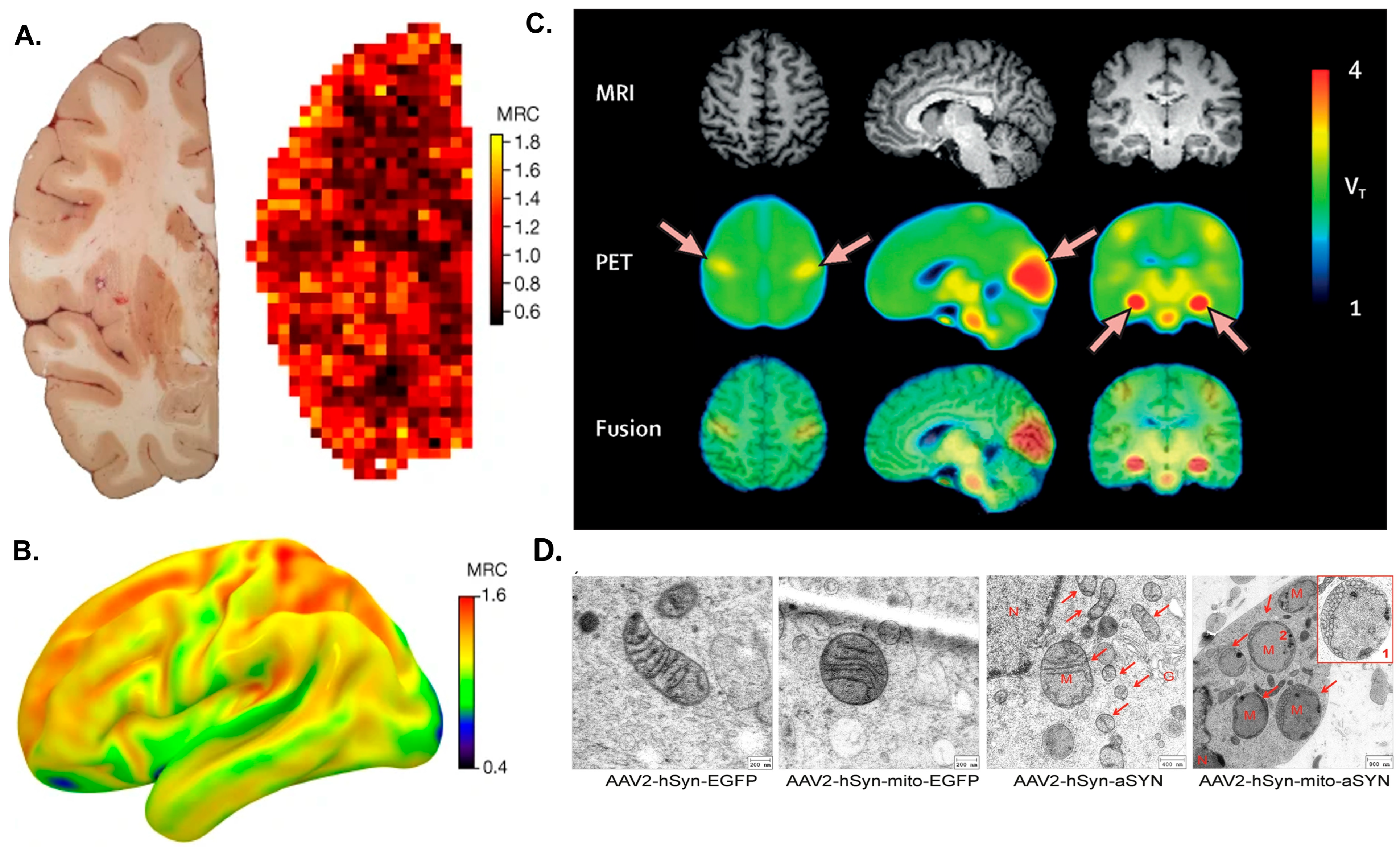 Antioxidants 14 01078 g001 Antioxidants 14 01078 g001