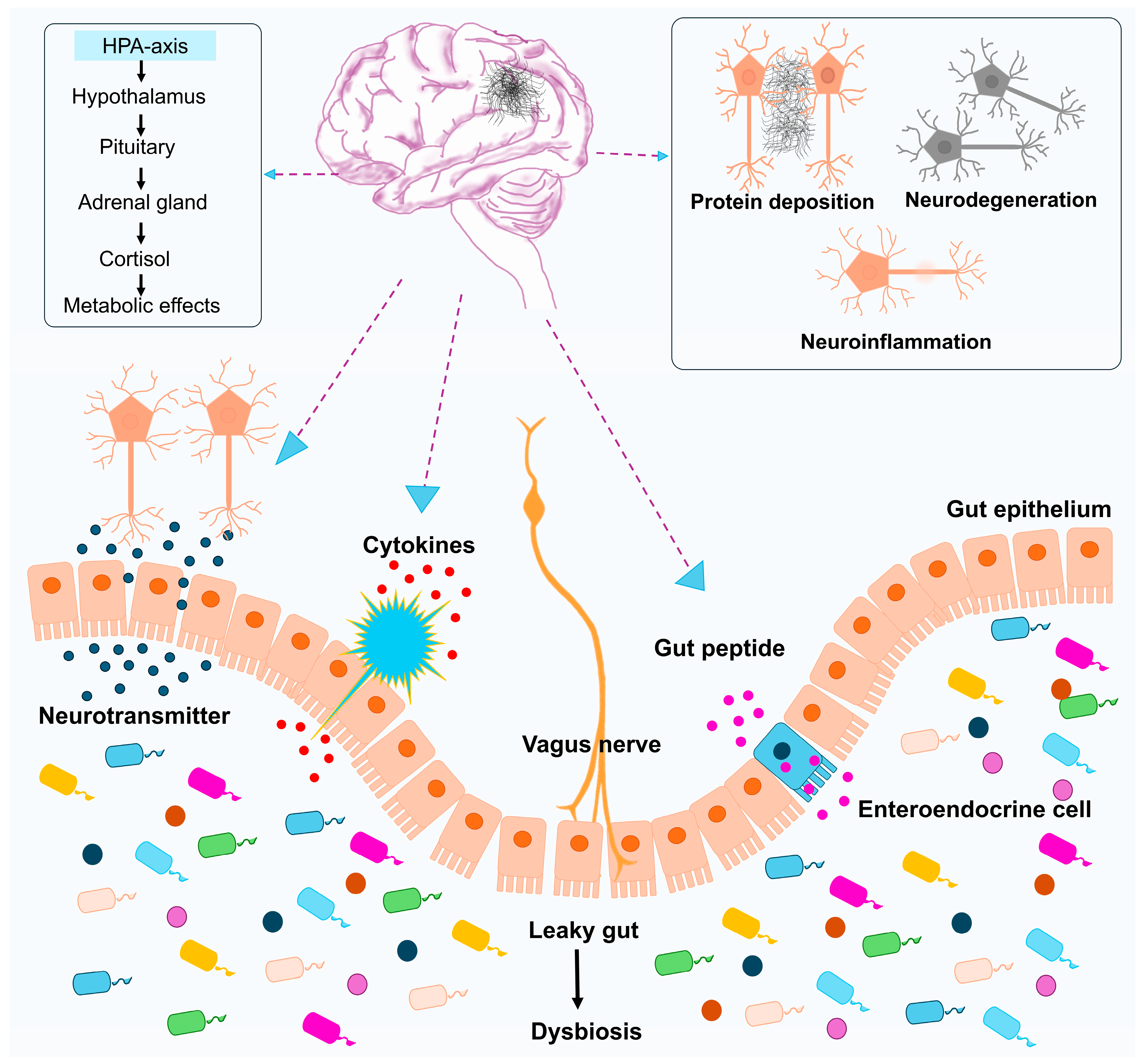 Antioxidants 14 01078 g002 Antioxidants 14 01078 g002