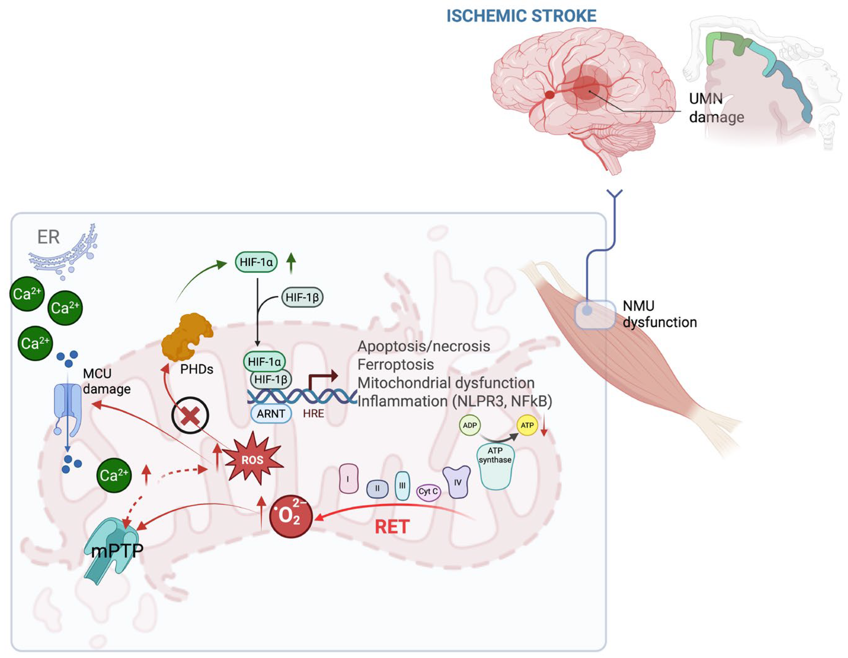 Antioxidants 14 01080 g001