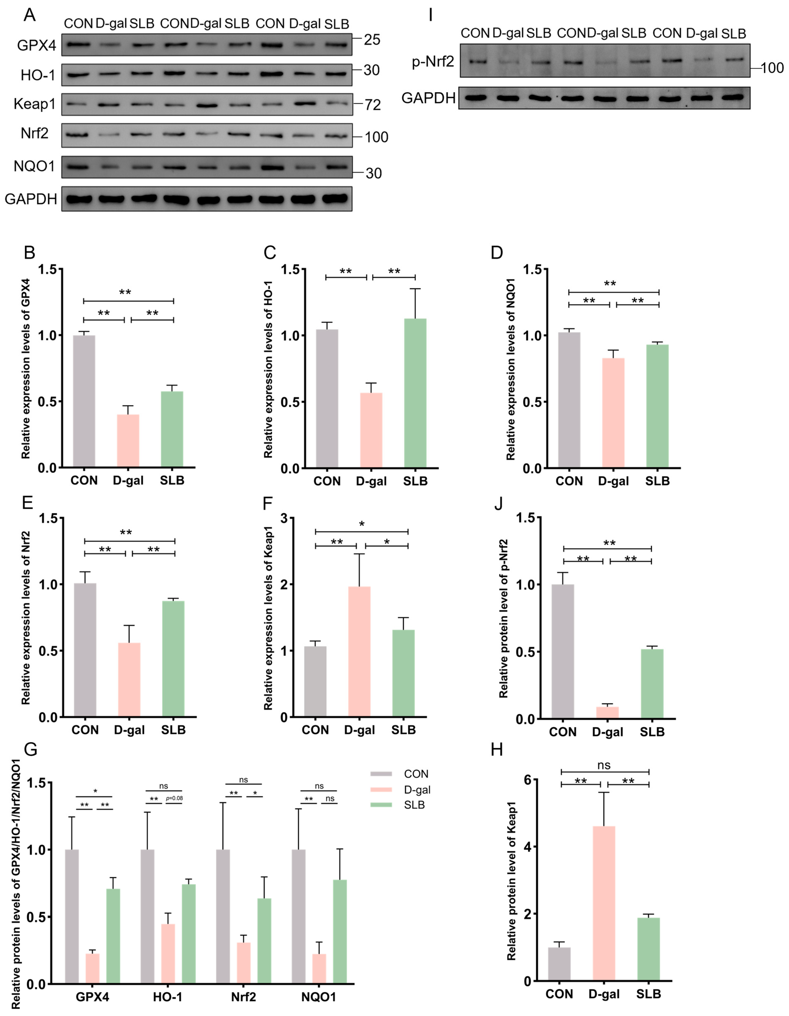 Antioxidants 14 01087 g005