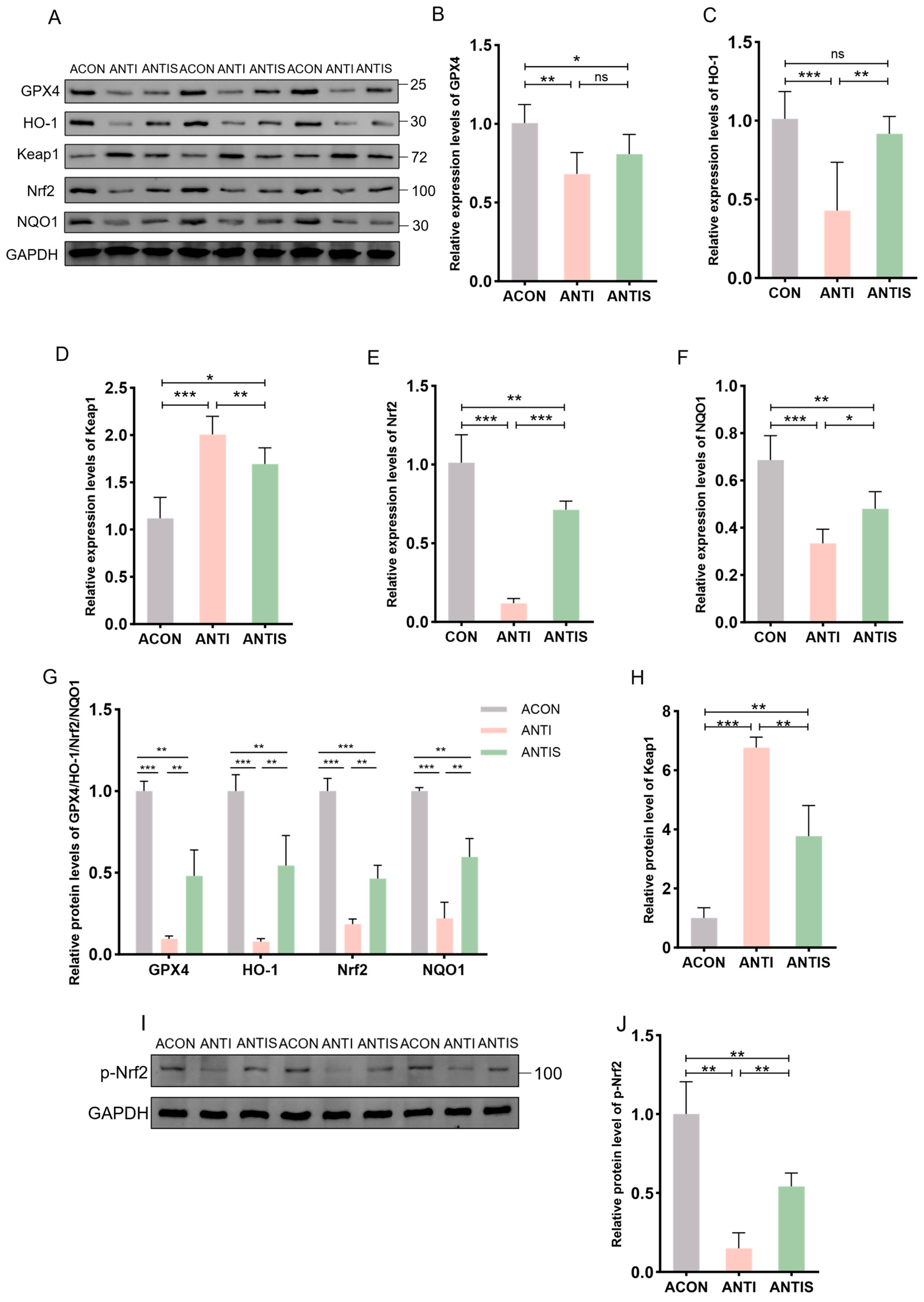 Antioxidants 14 01087 g010