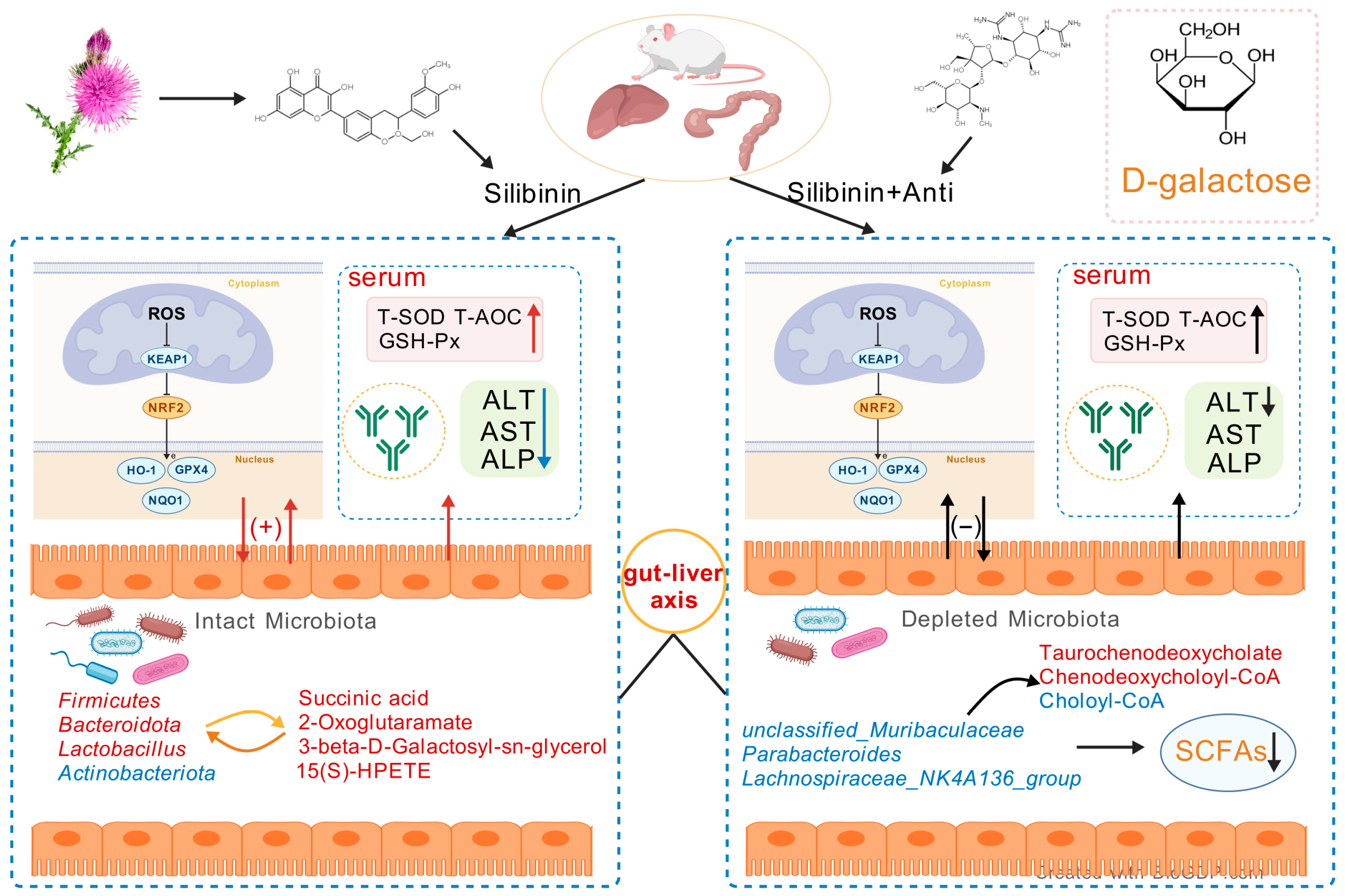 Antioxidants 14 01087 g012