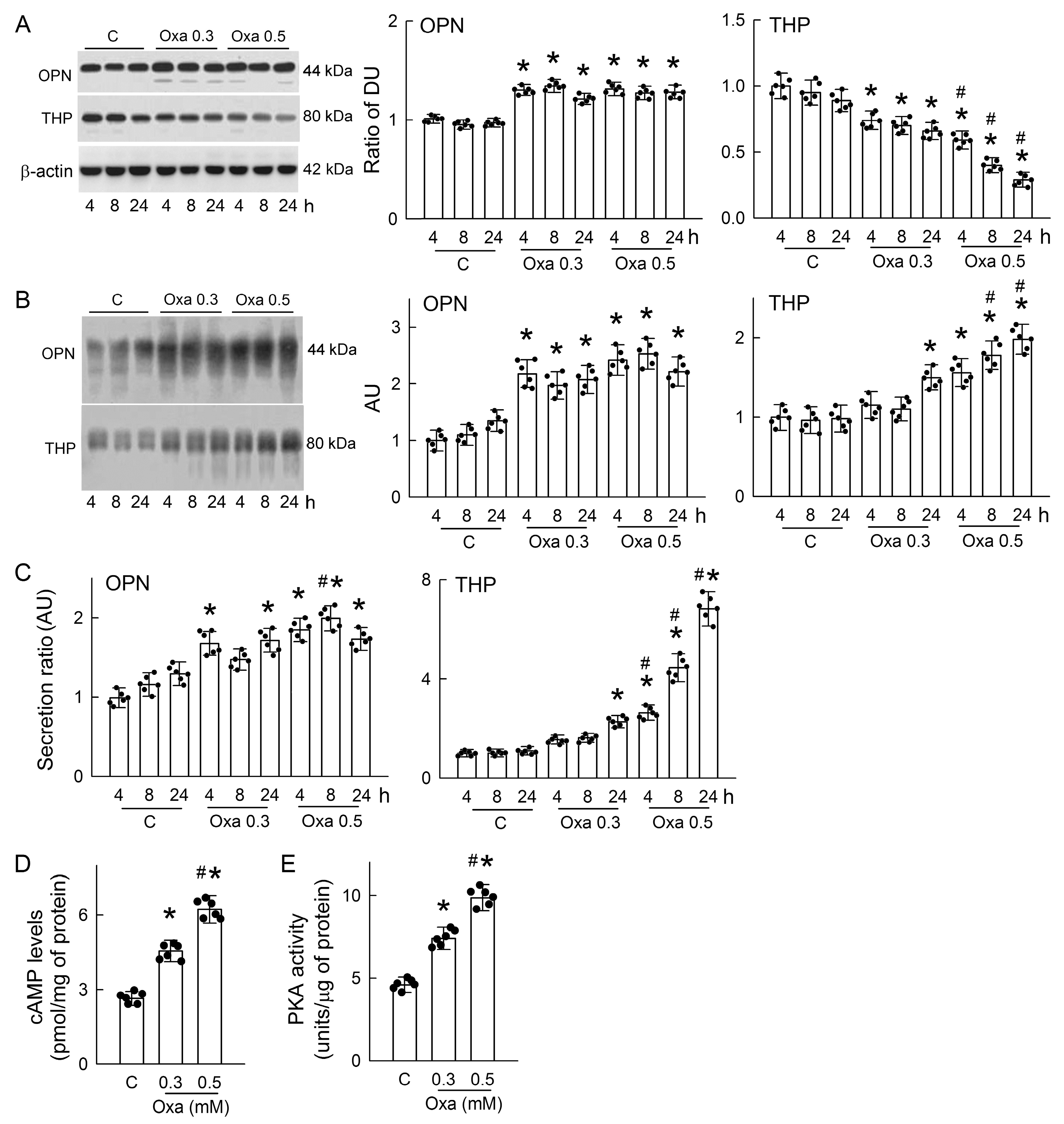 Antioxidants 14 01088 g006 Antioxidants 14 01088 g006