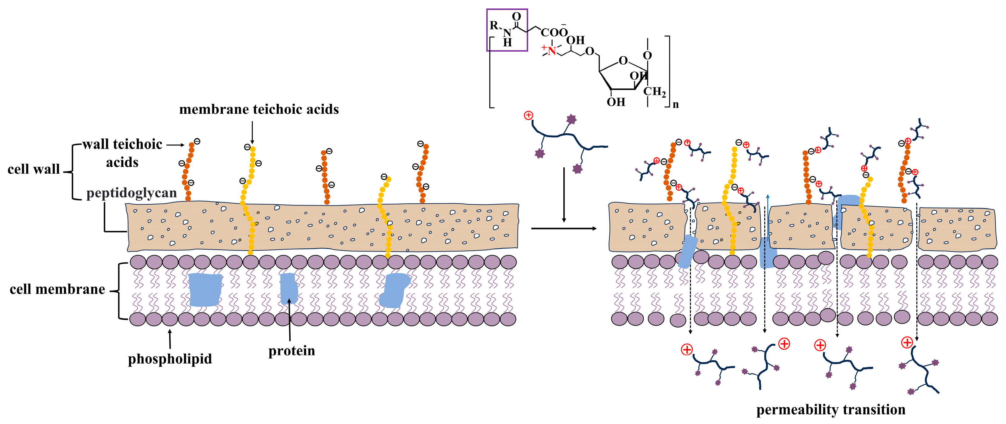 Antioxidants 14 01091 g007