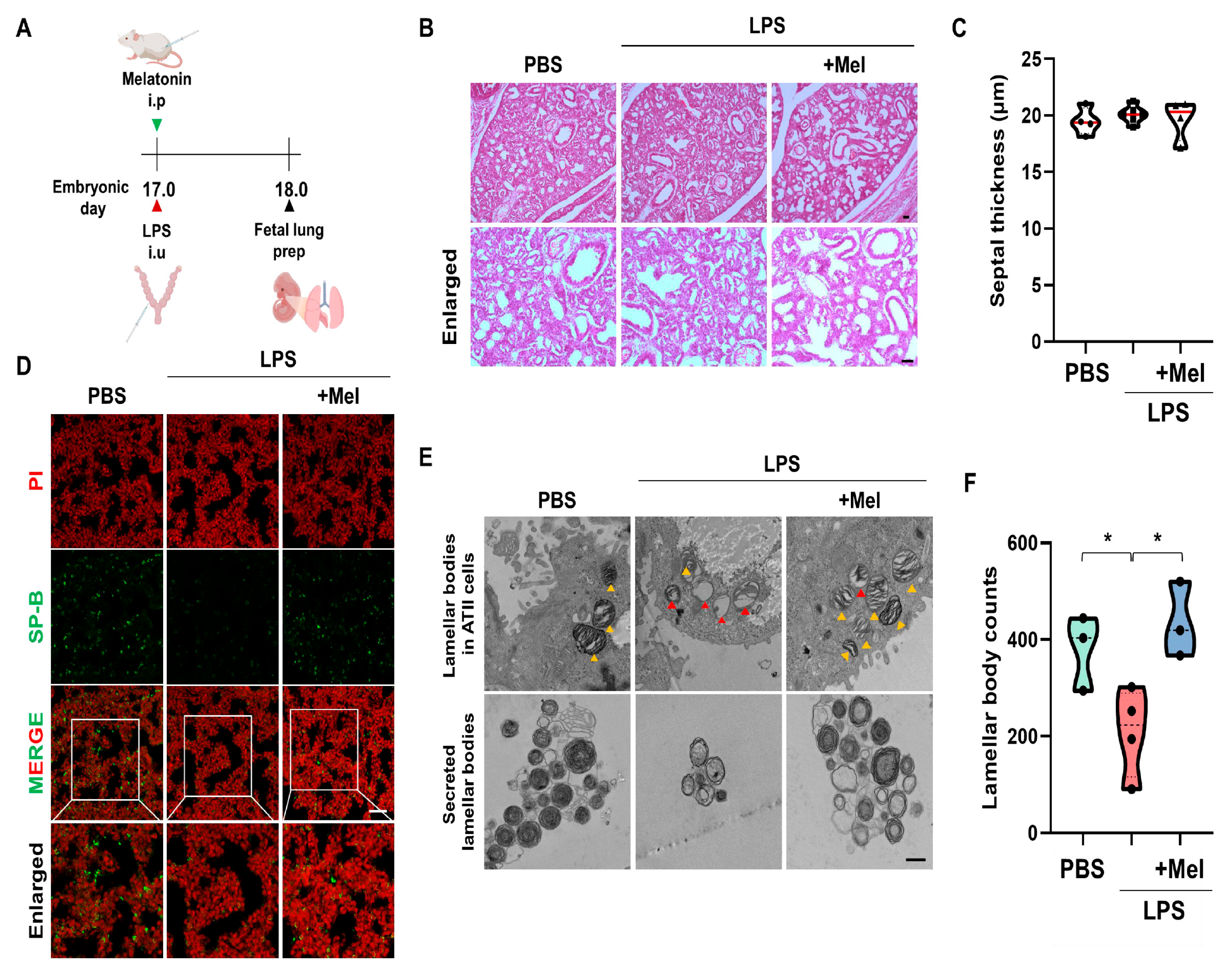 Antioxidants 14 01094 g003
