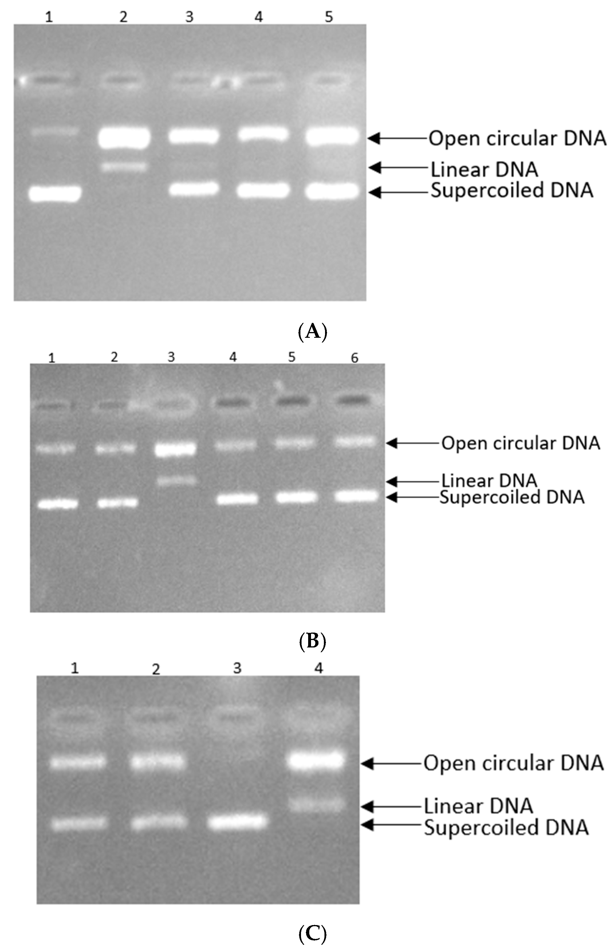 Antioxidants 14 01103 g007