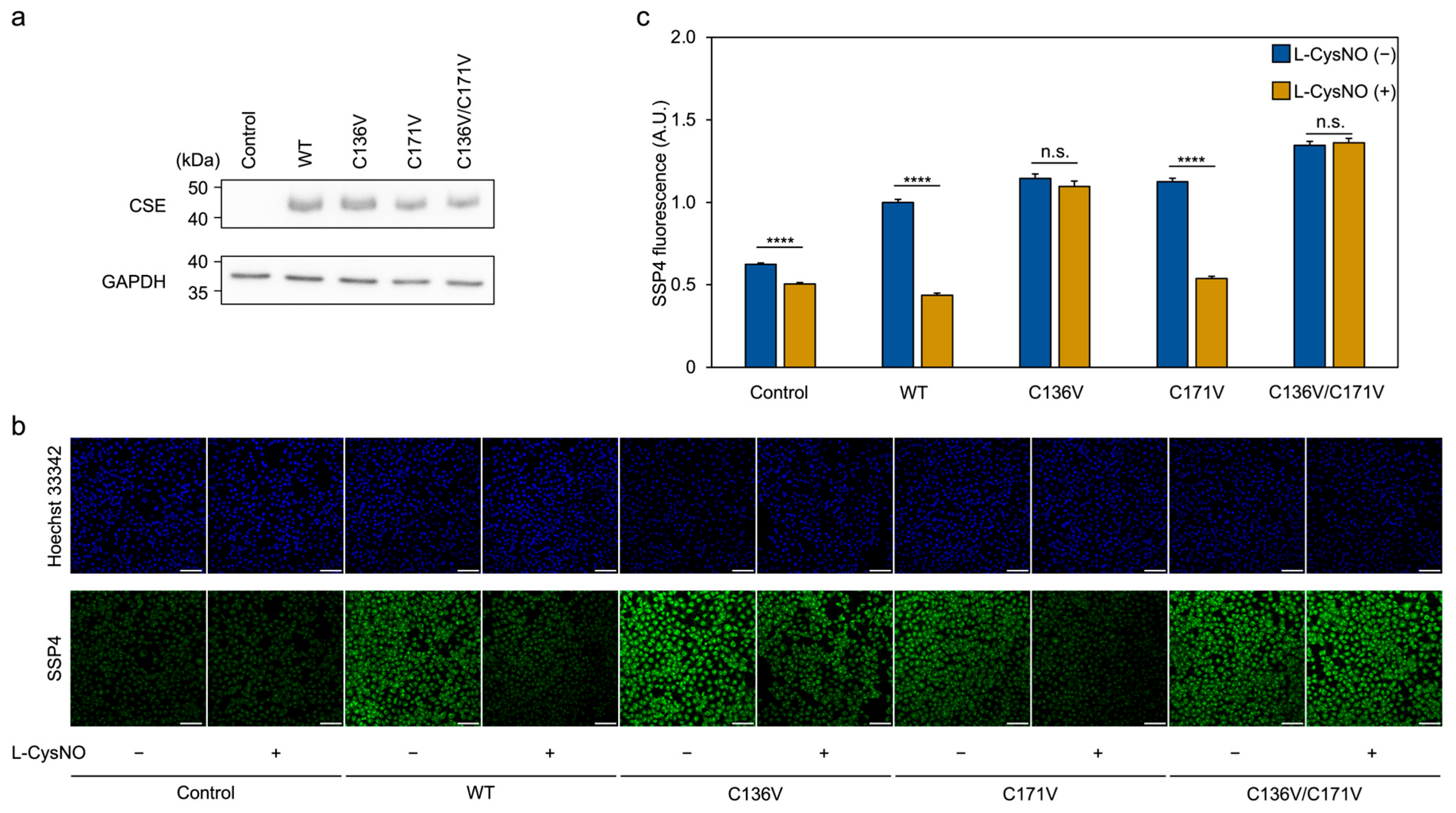 Antioxidants 14 01113 g007