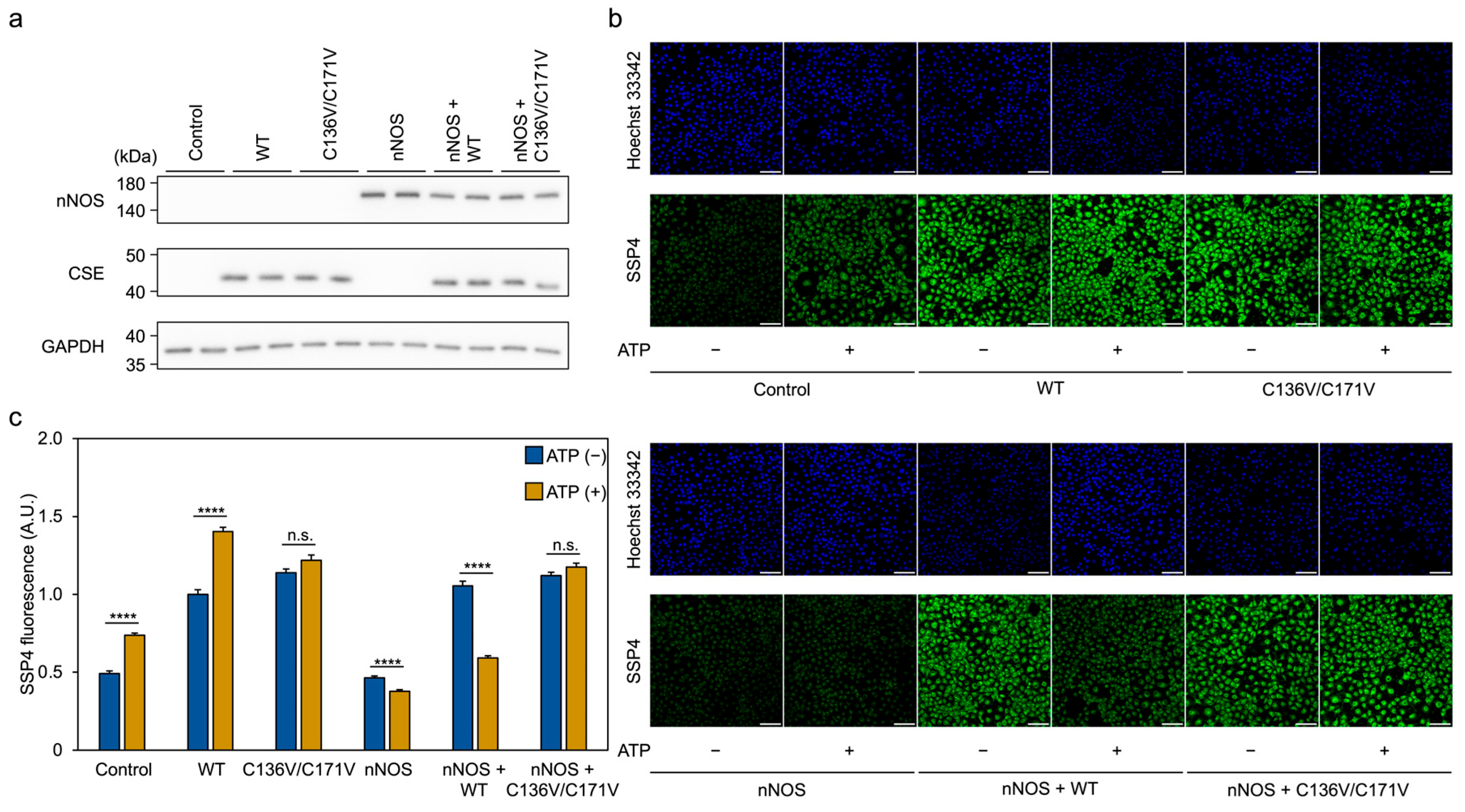 Antioxidants 14 01113 g008