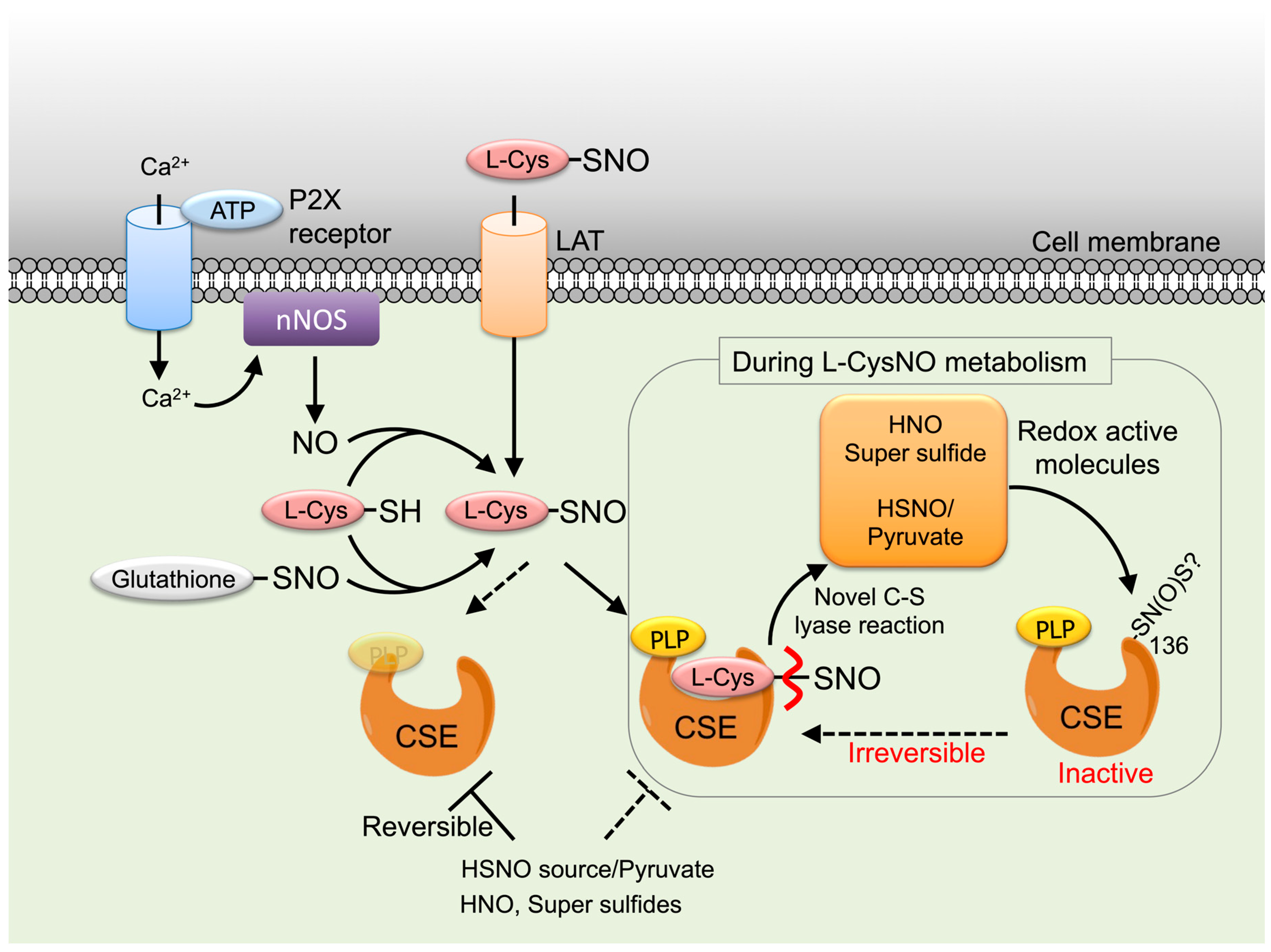 Antioxidants 14 01113 g009