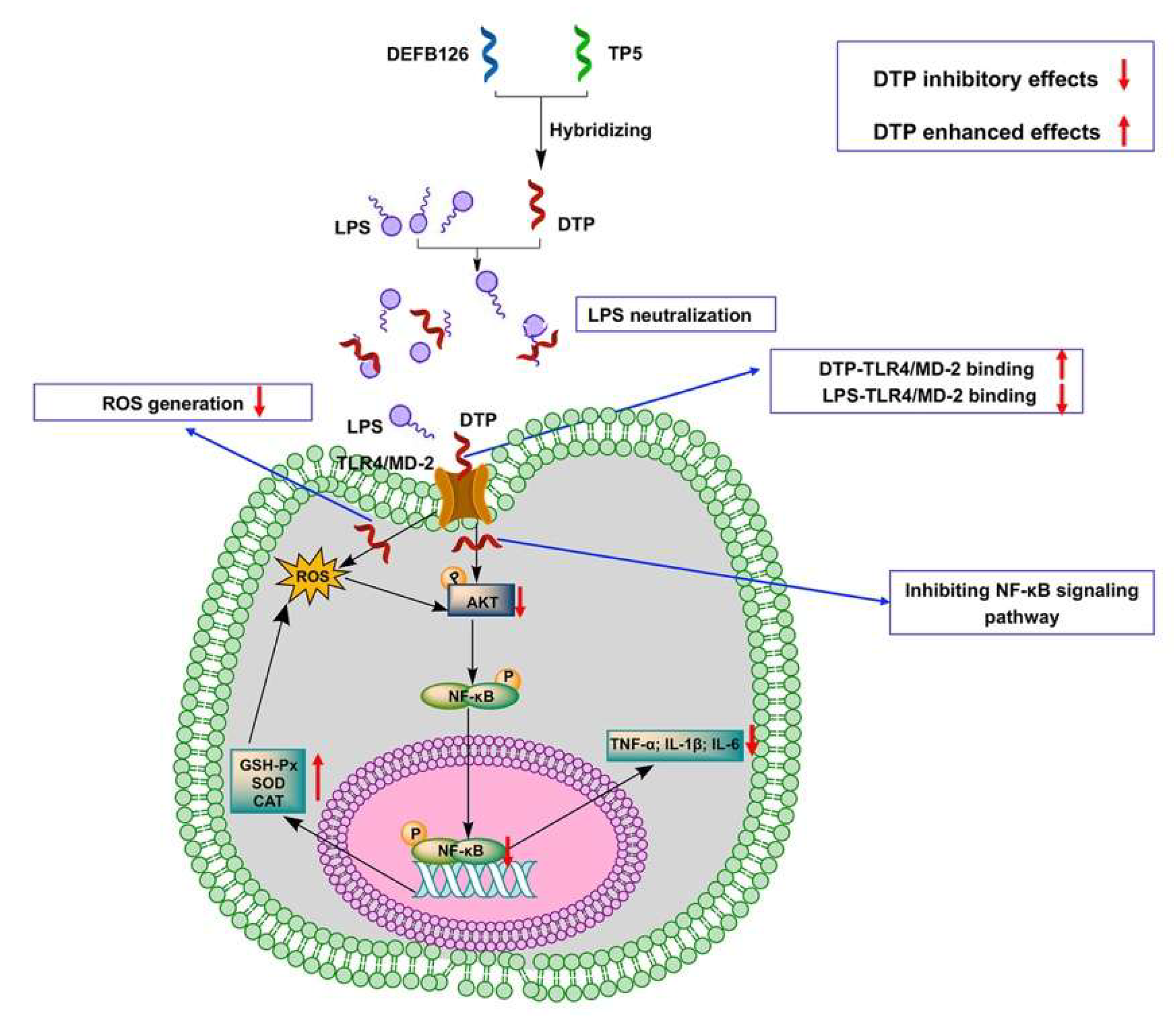 Antioxidants 14 01117 g009