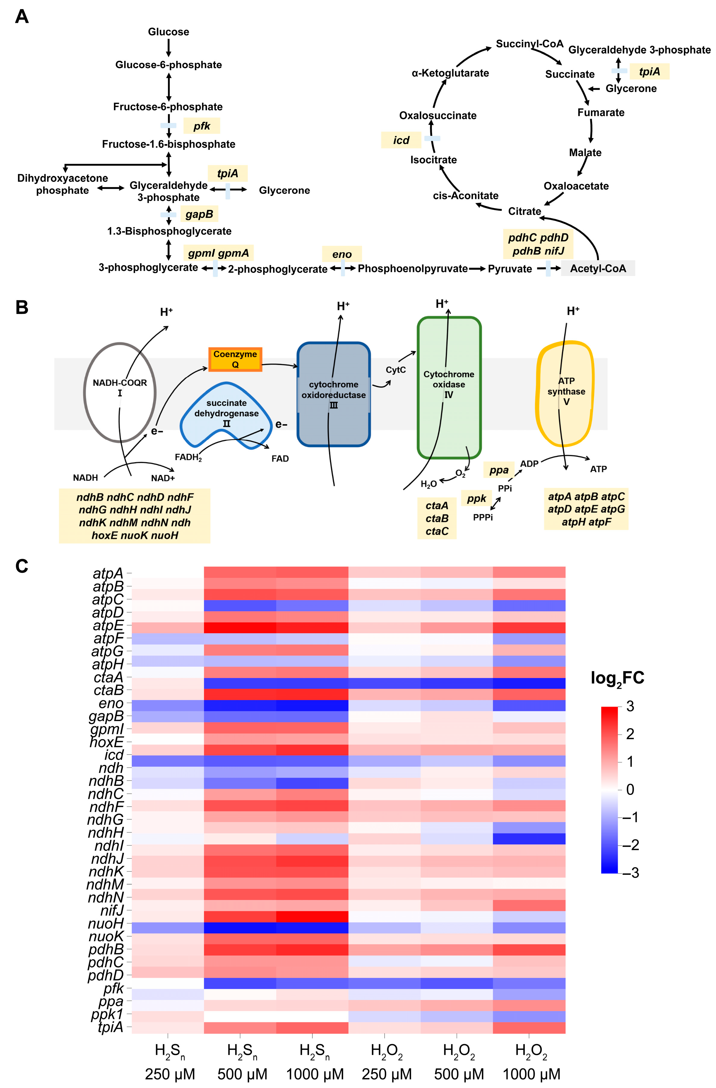 Antioxidants 14 01122 g004