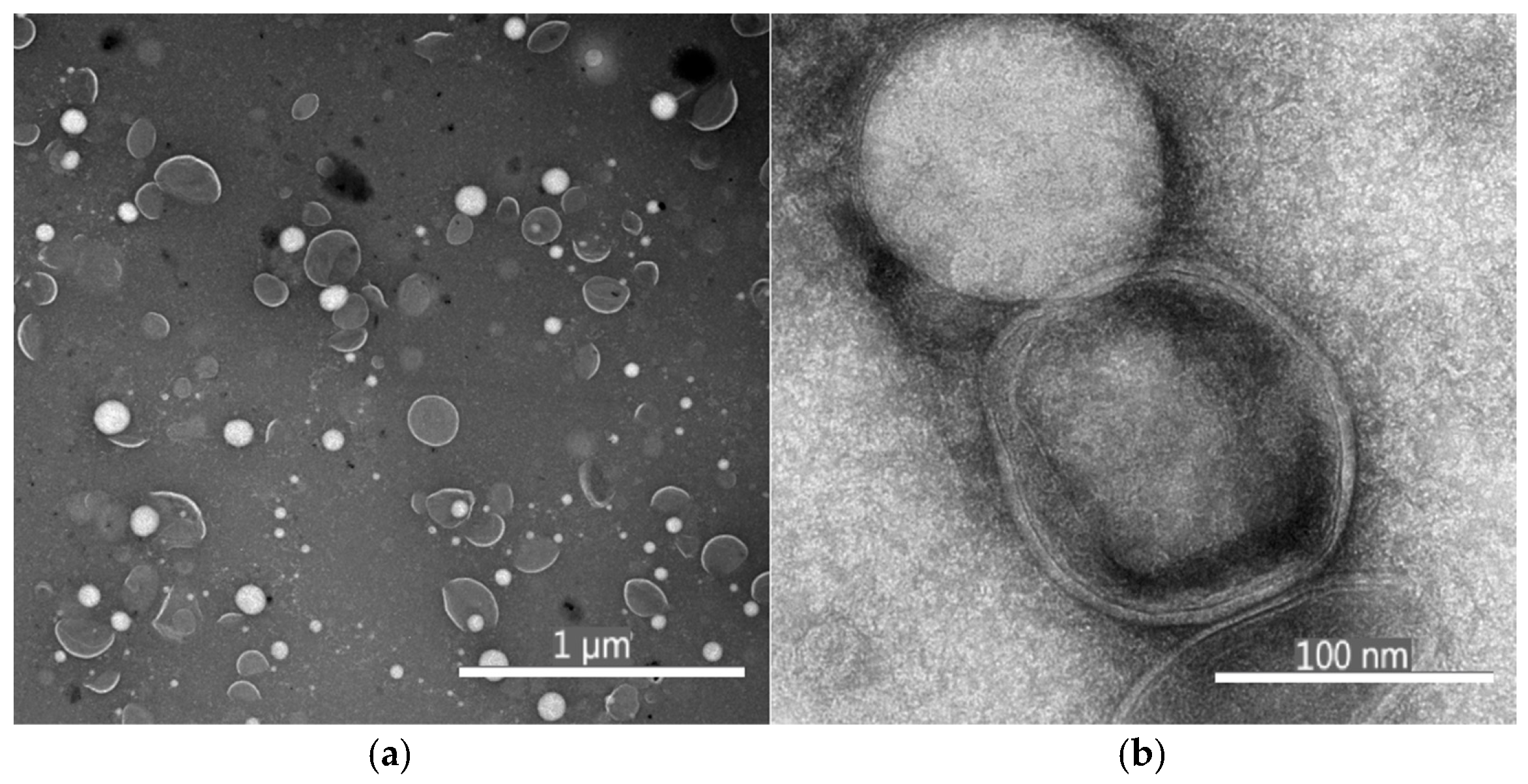 Antioxidants 14 01123 g001