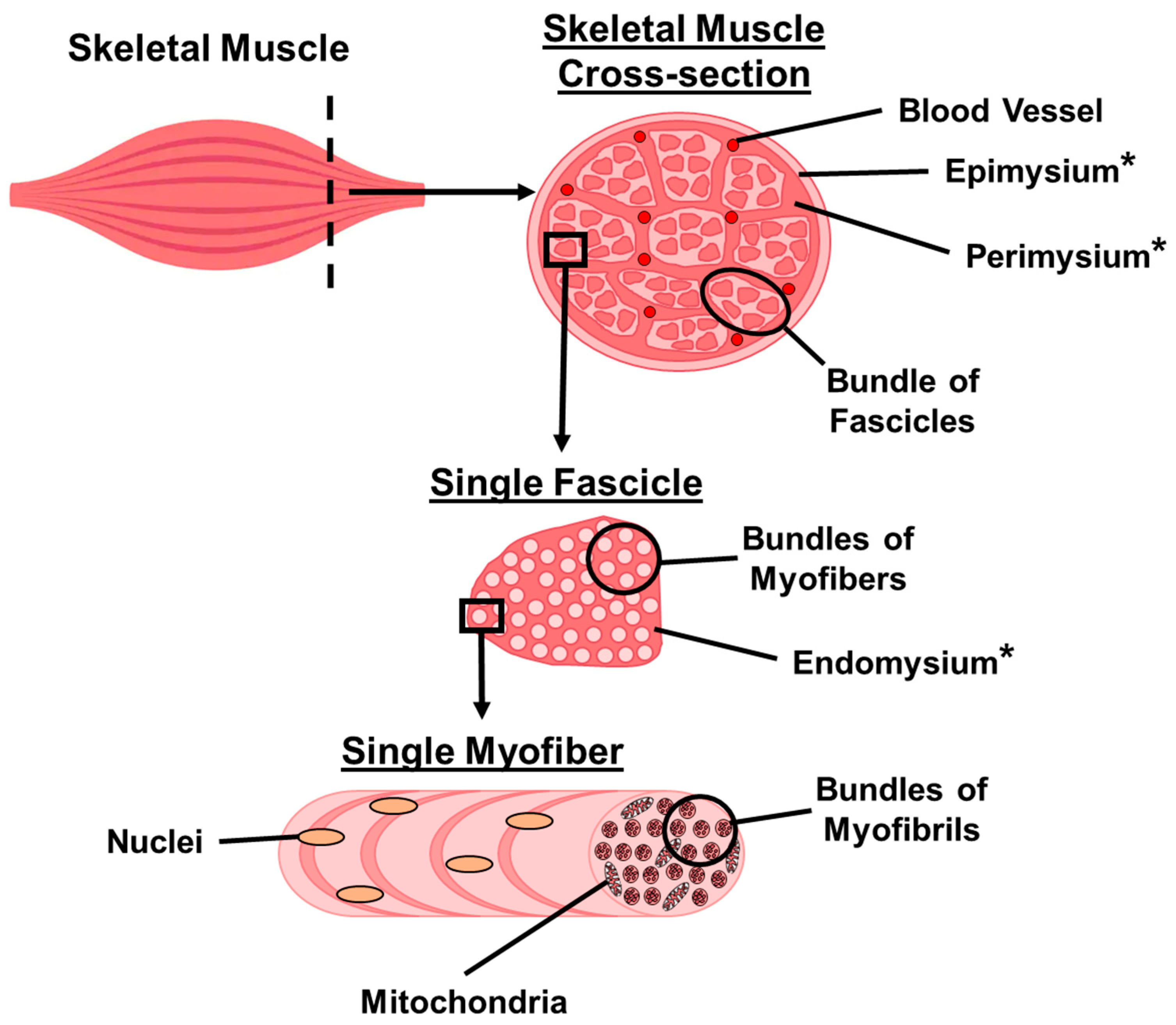 Antioxidants 14 01132 g001