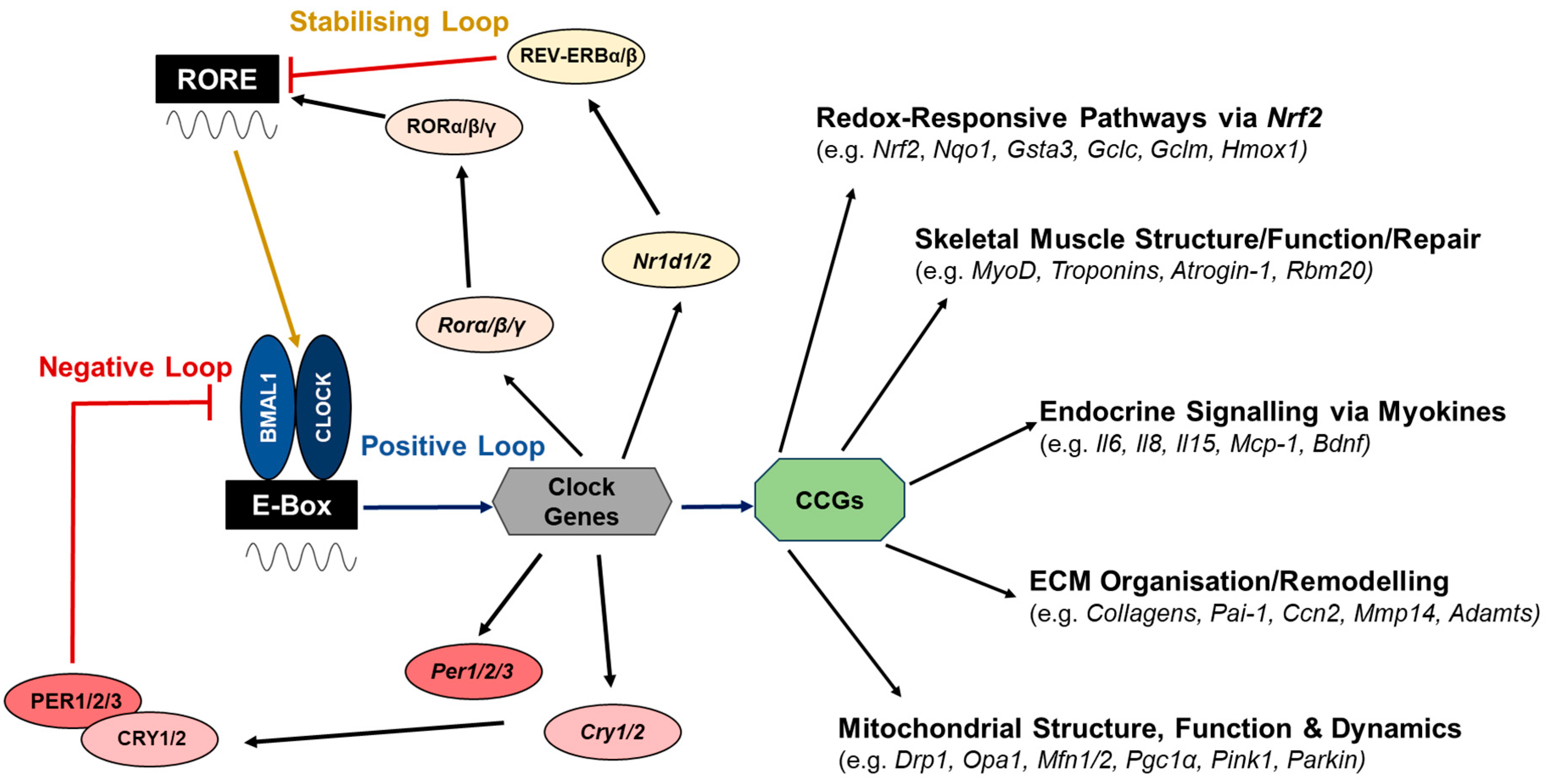 Antioxidants 14 01132 g002