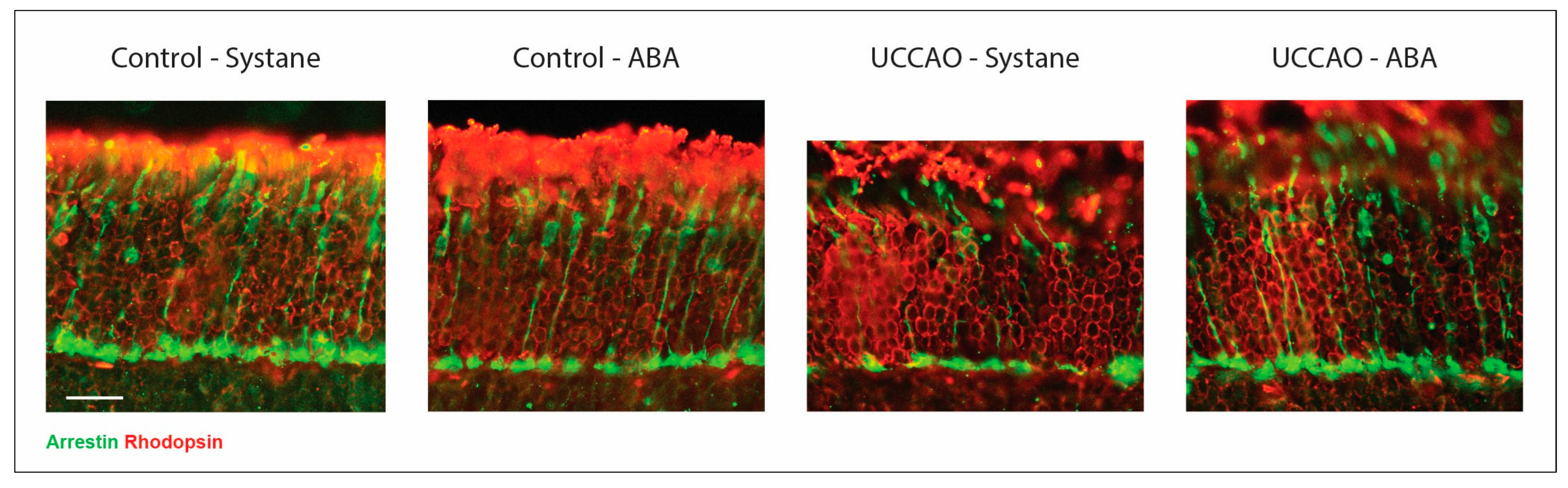 Antioxidants 14 01133 g003