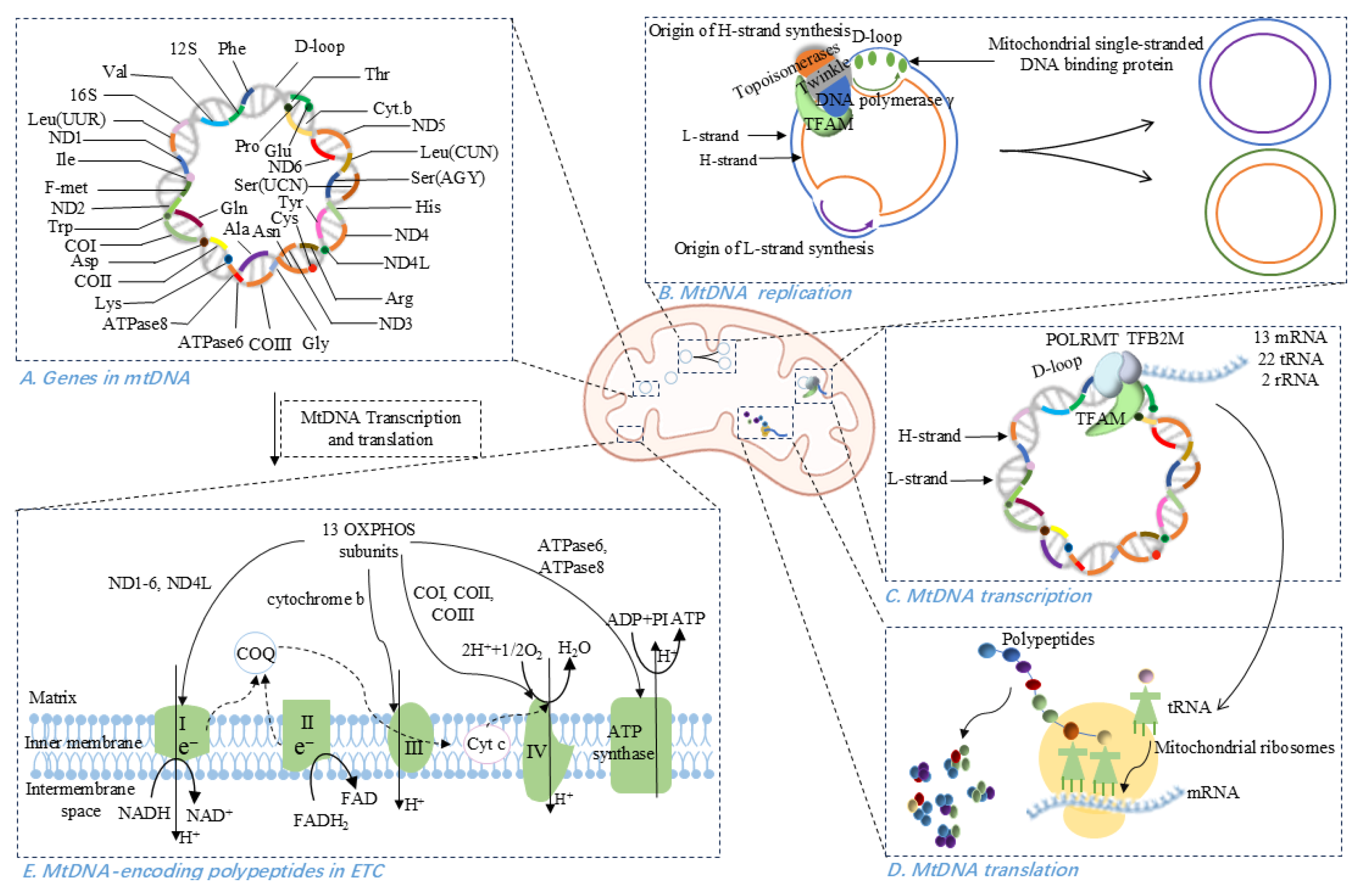 Antioxidants 14 01138 g001