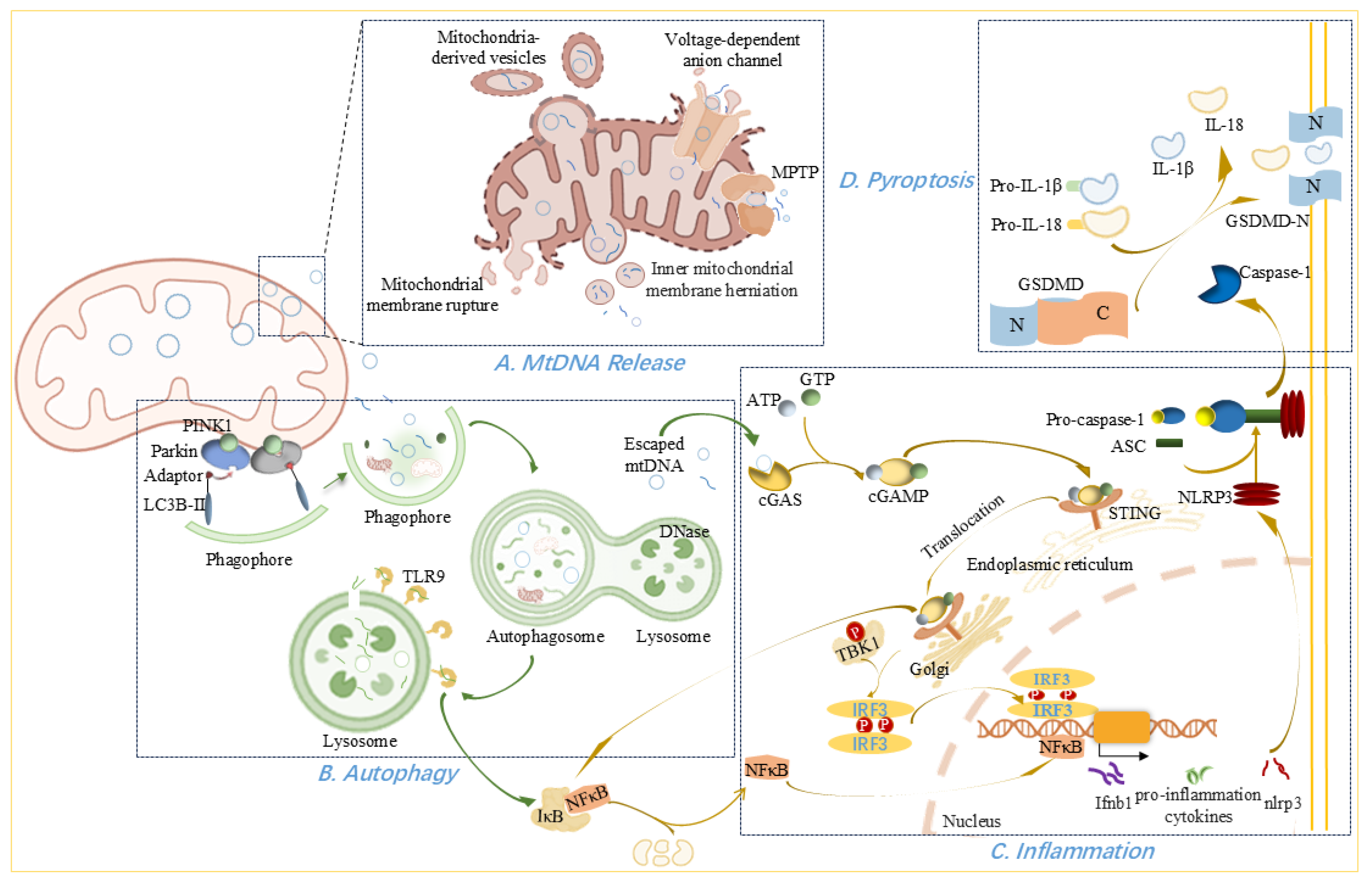 Antioxidants 14 01138 g003