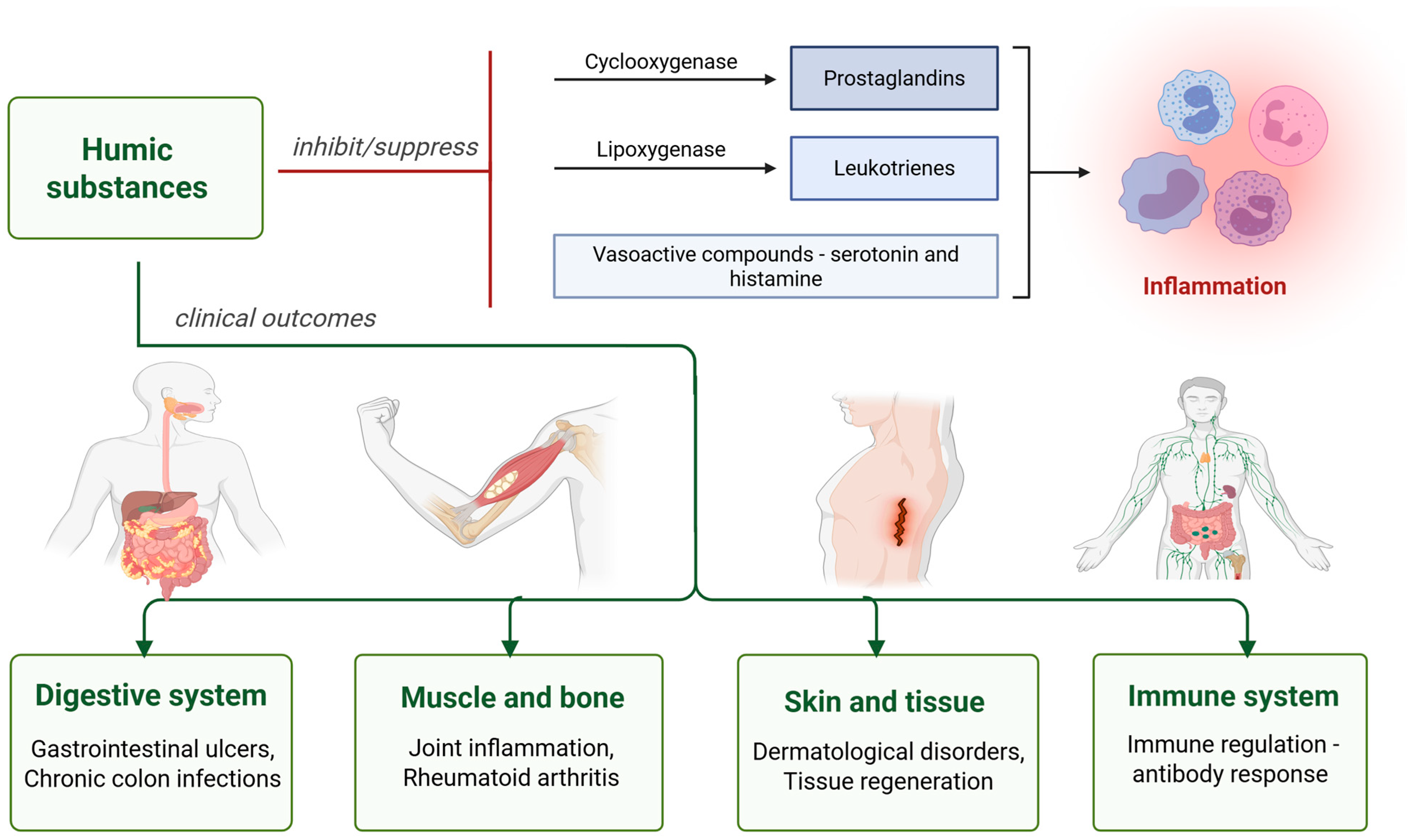 Antioxidants 14 01139 g004