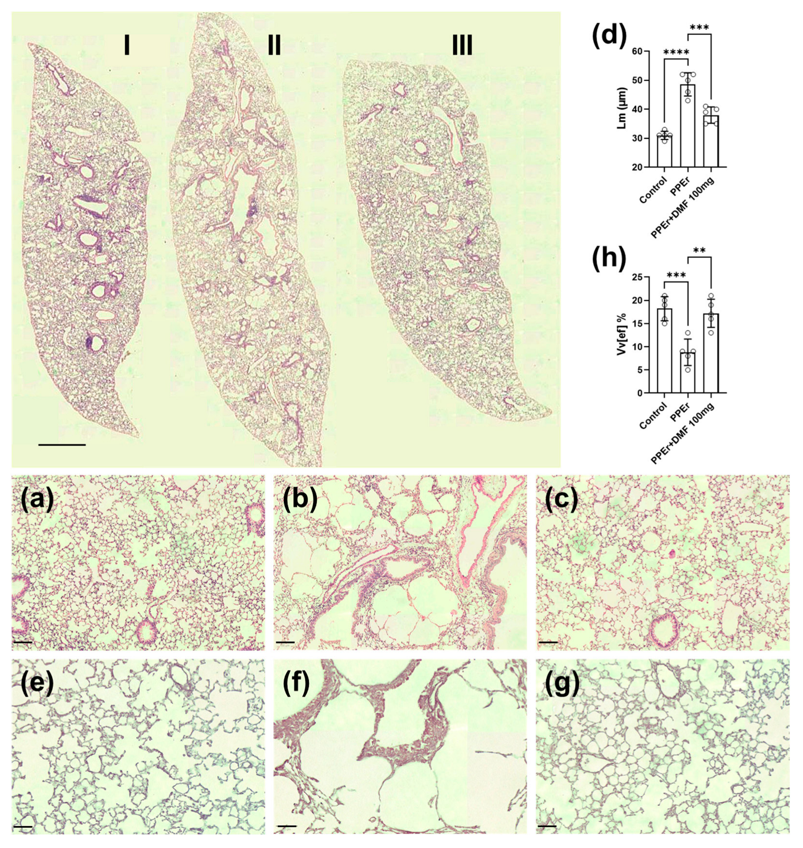Antioxidants 14 01141 g007