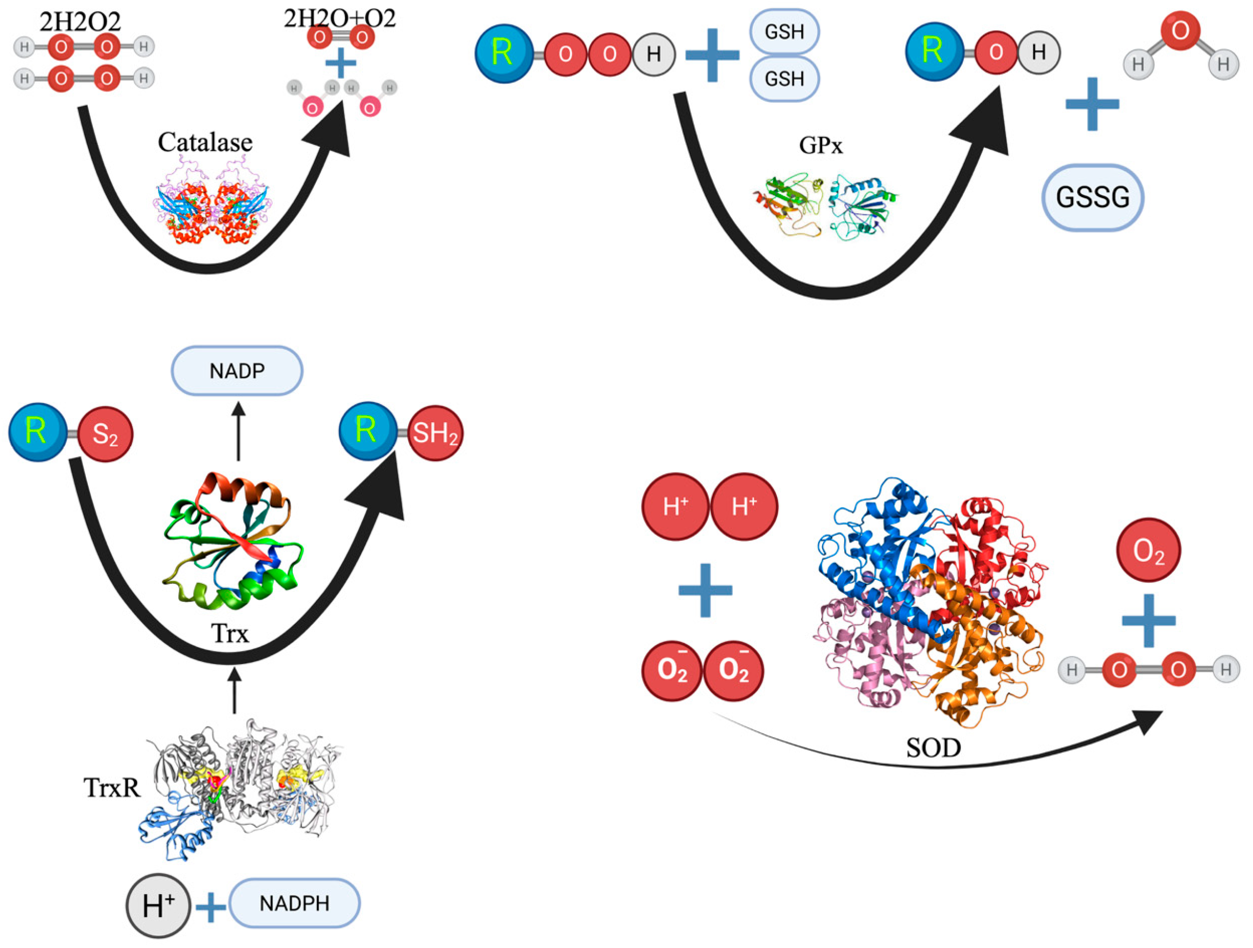 Antioxidants 14 01142 g002