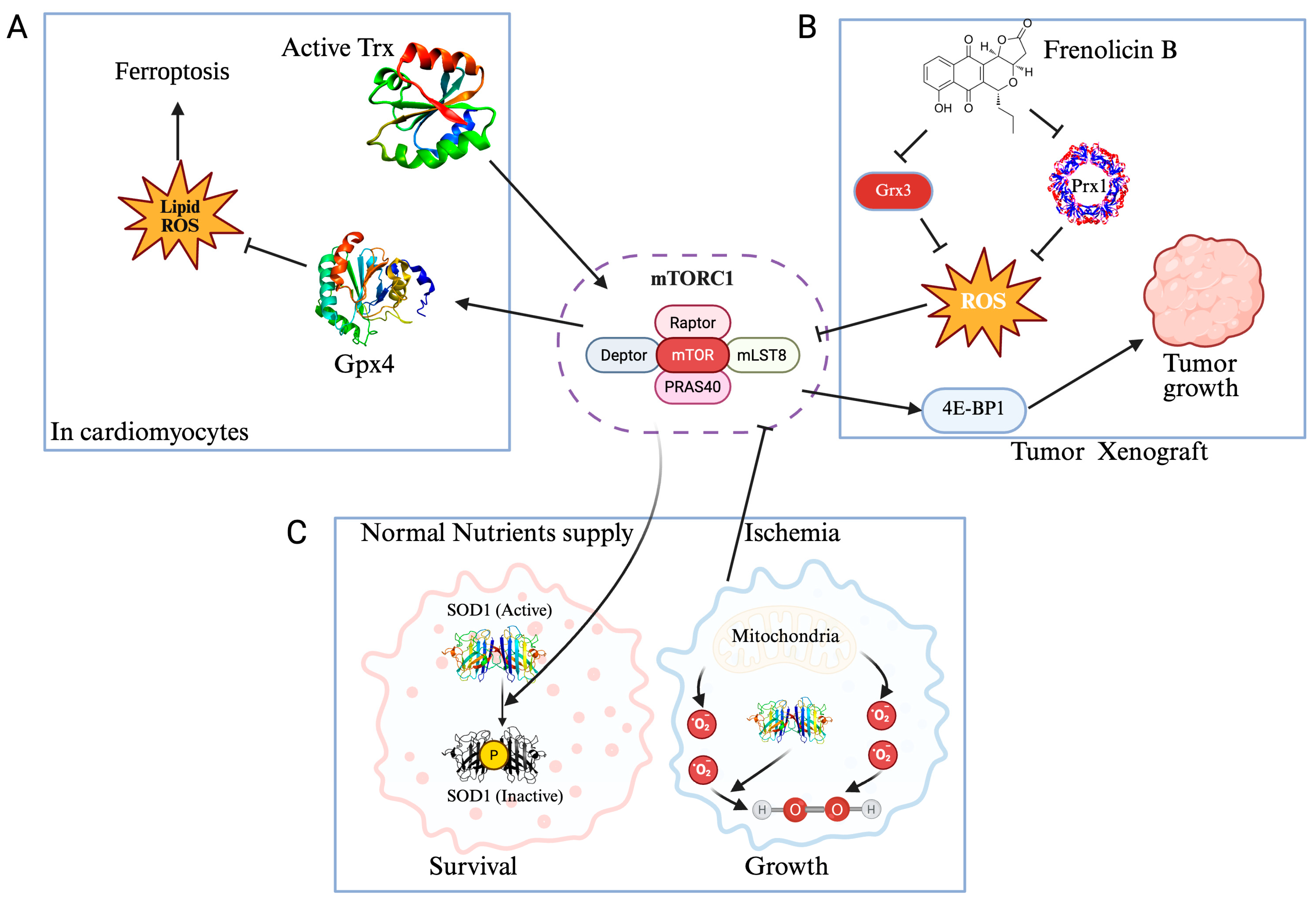 Antioxidants 14 01142 g003