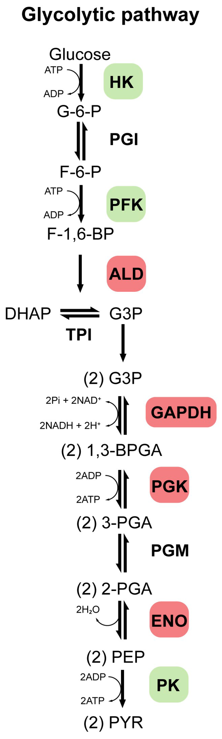 Antioxidants 14 01143 g001