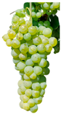Antioxidants 14 01152 i001
