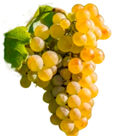 Antioxidants 14 01152 i002