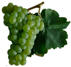 Antioxidants 14 01152 i004
